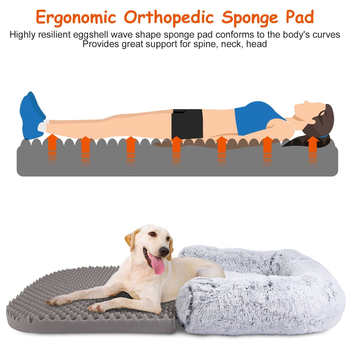 Ergonomic eggshell orthopedic foam pad supporting body contours with dog resting
