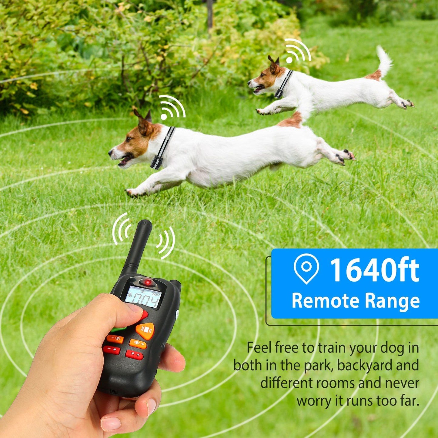 Hand holding transmitter with two dogs running in park and 1640ft remote range indicator