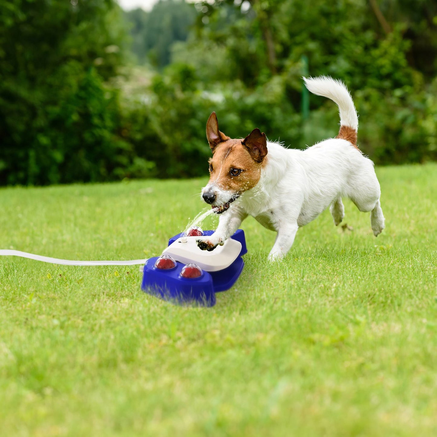 Active dog splashing and drinking from step-on fountain on grass with visible water stream