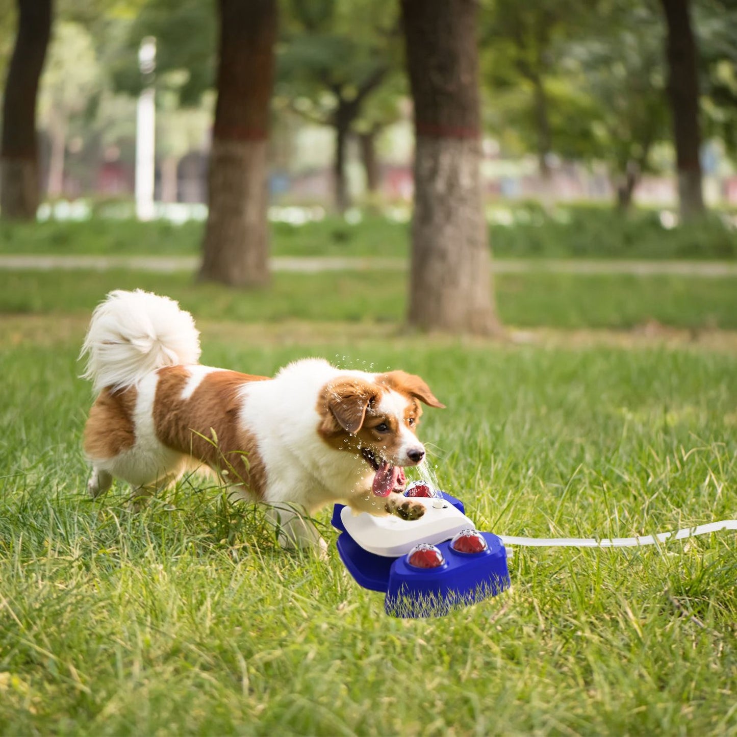 Small dog approaching step-on water fountain on lawn, showing product scale and outdoor placement