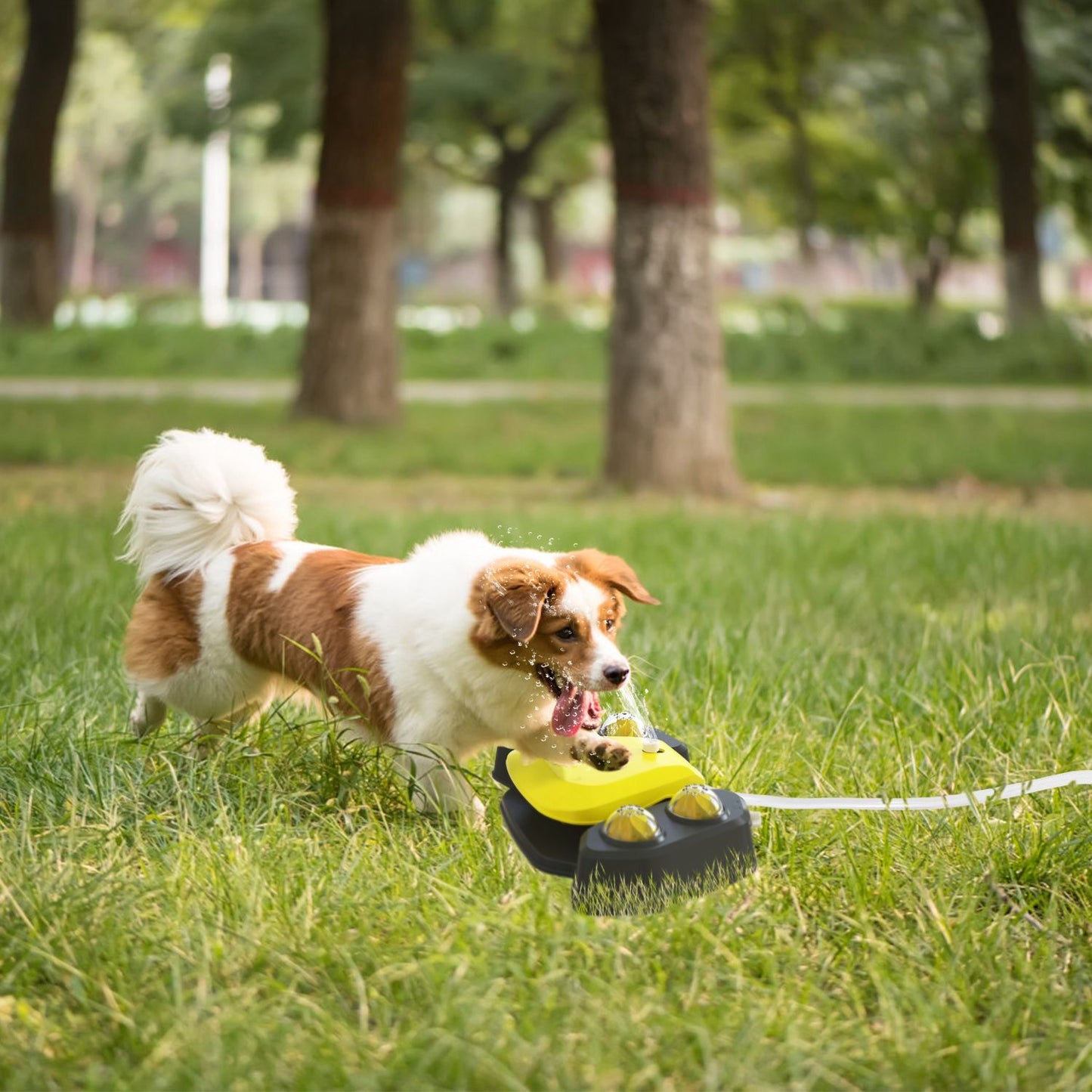 Dog running toward yellow-and-black fountain on grass with water spray from the nozzle