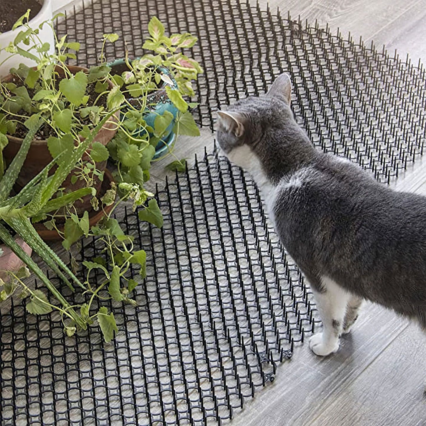 Cat sniffing multiple spike mat panels placed on the floor near potted plants