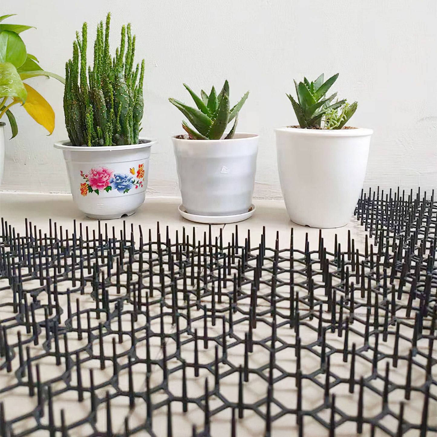 Low-angle view of spike mats under small potted succulents showing spike density