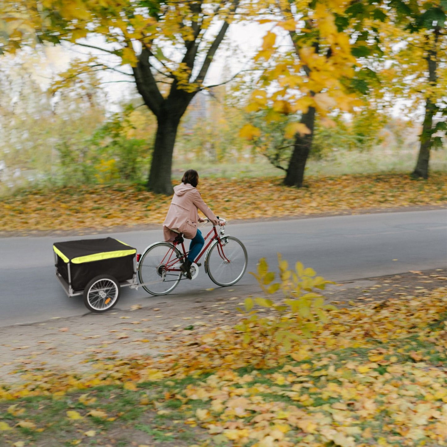 Cyclist towing cargo trailer down a tree-lined road with autumn leaves