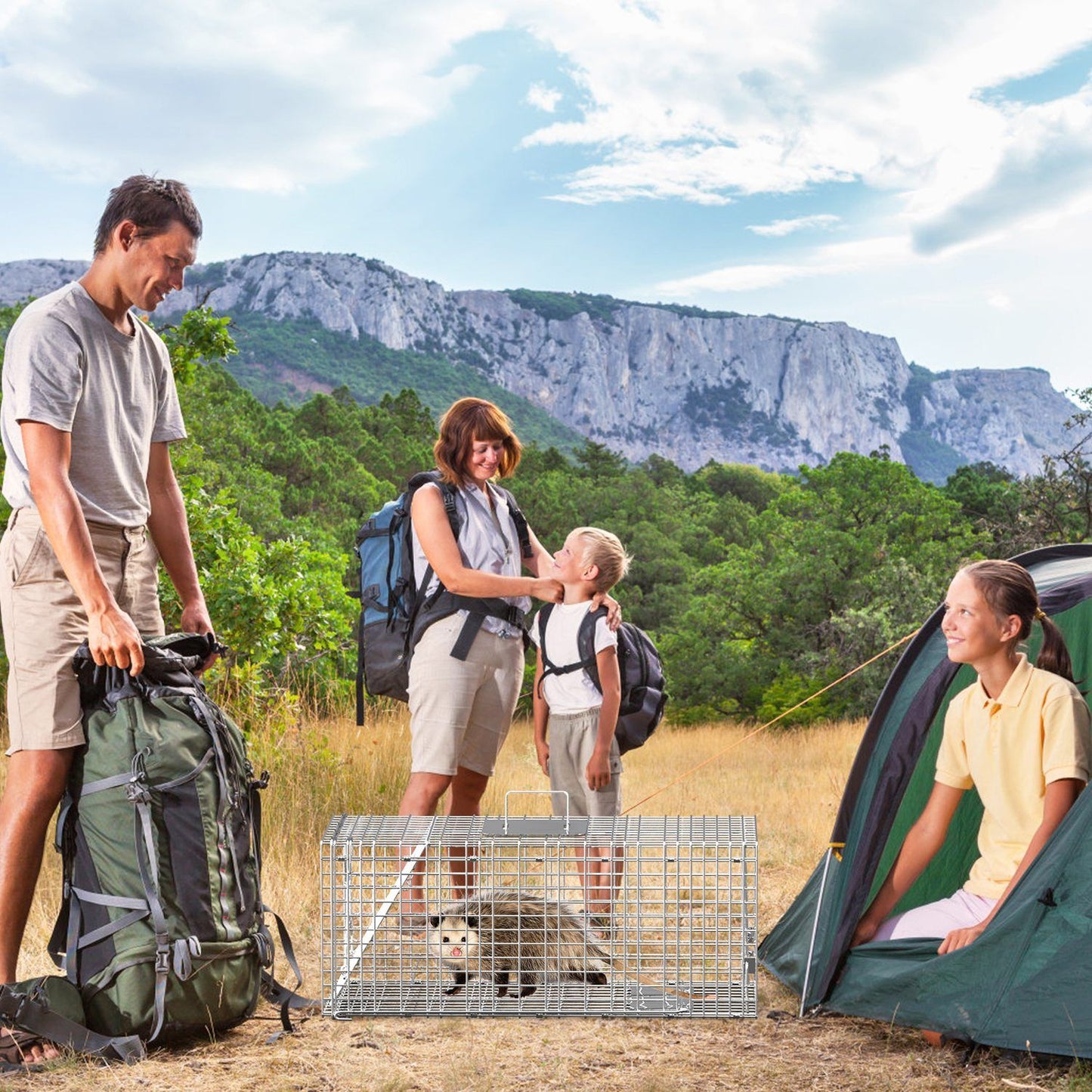 Campground scene showing galvanized live trap containing a raccoon beside a tent and camping gear
