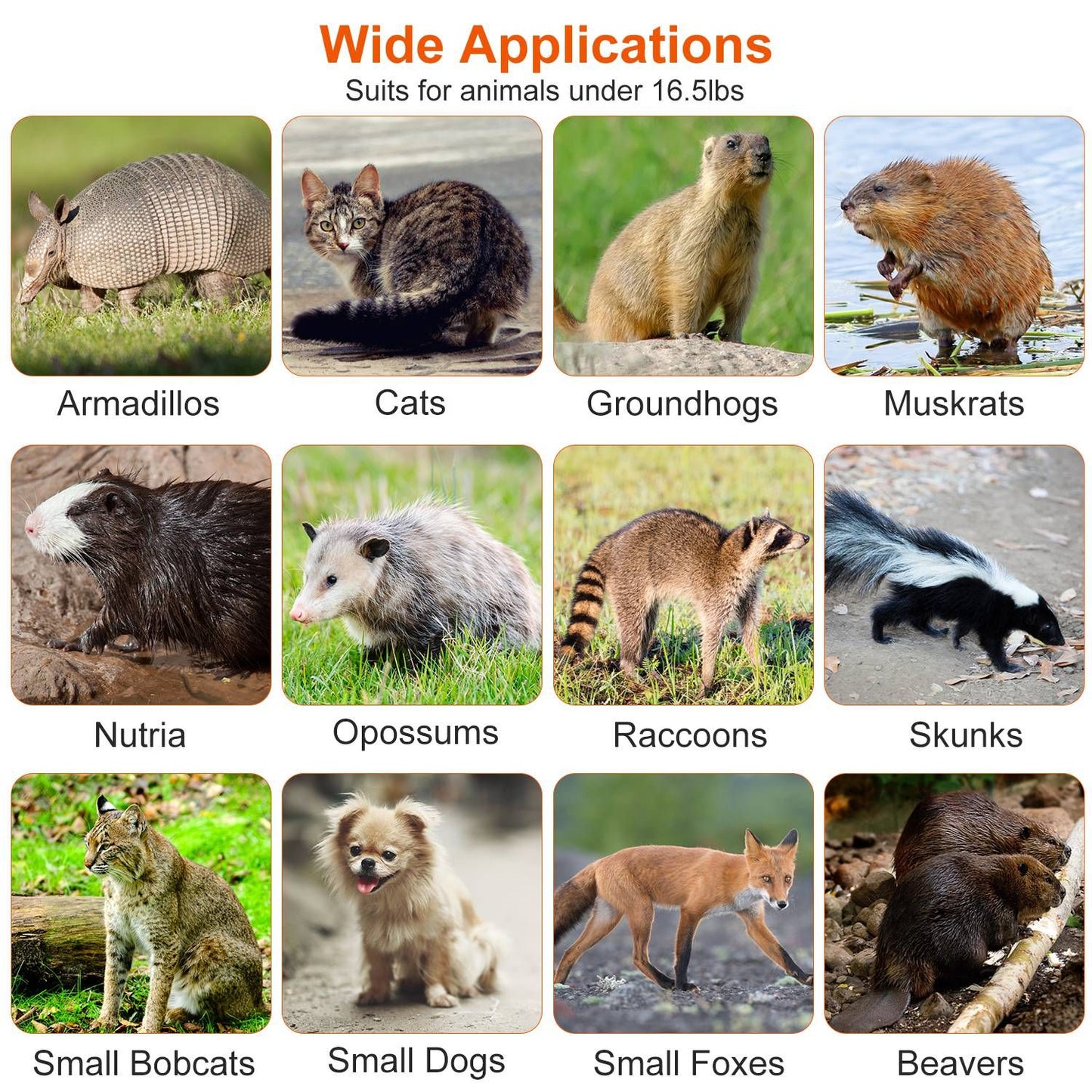 Collage of animals suited for the trap including raccoons groundhogs skunks and small dogs