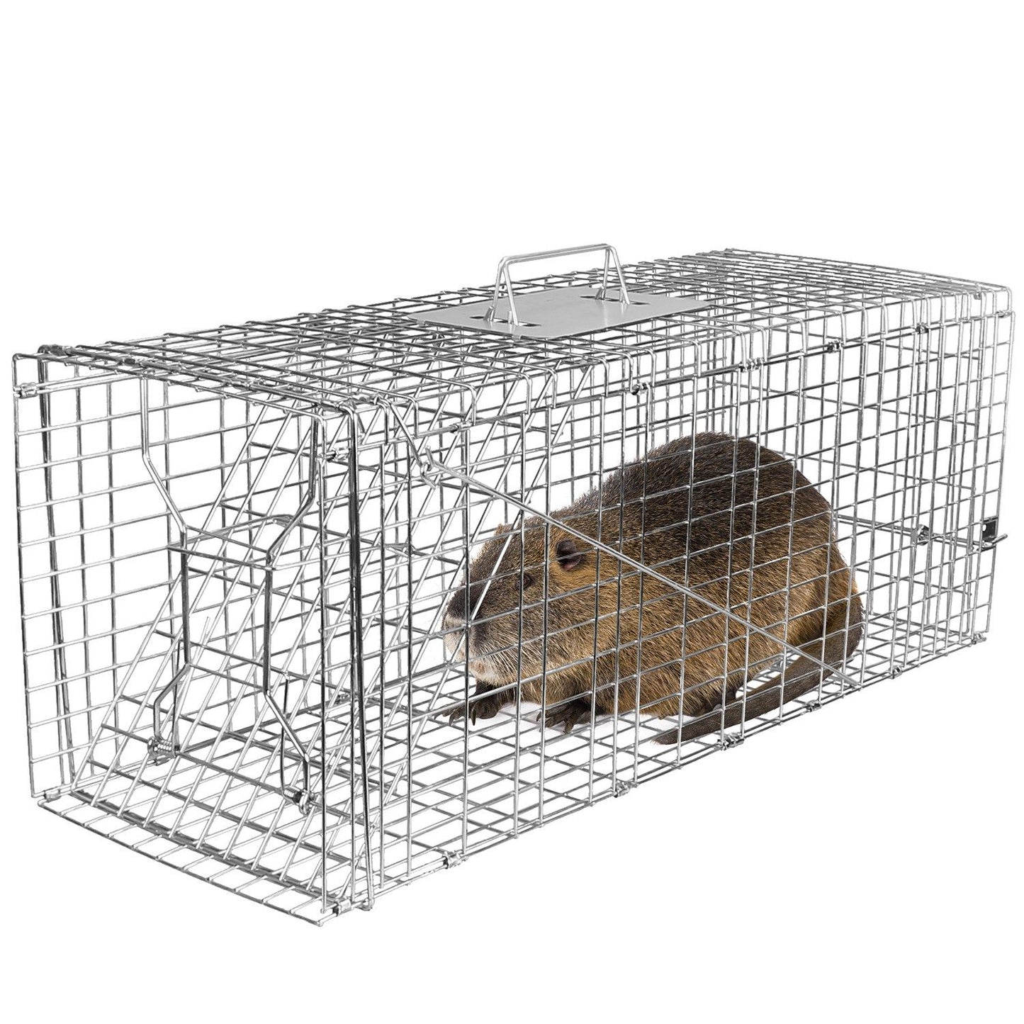 Galvanized live-animal trap cage with spring front door and a captured rodent inside