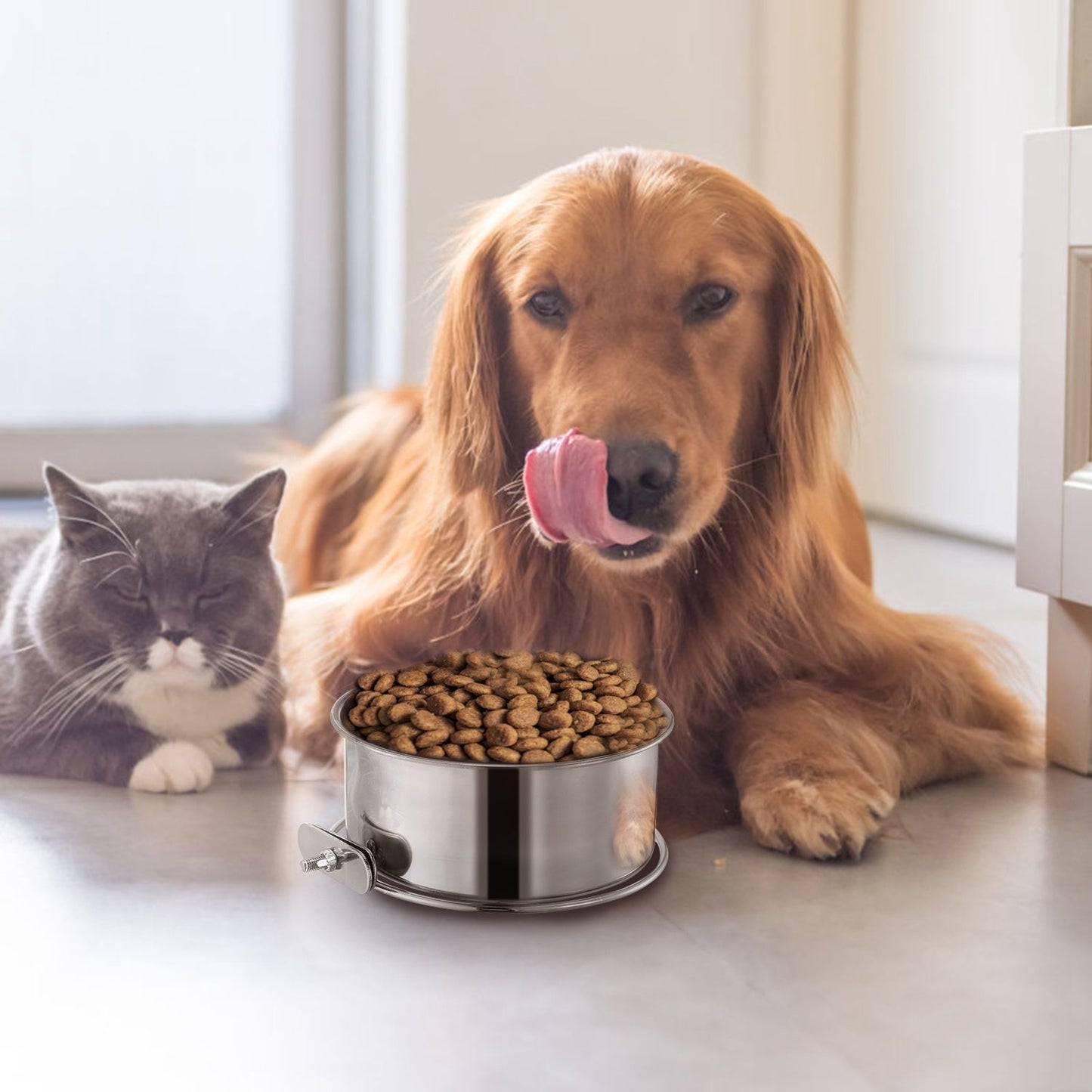 Detachable stainless steel bowl on the floor next to a resting dog and cat, filled with food