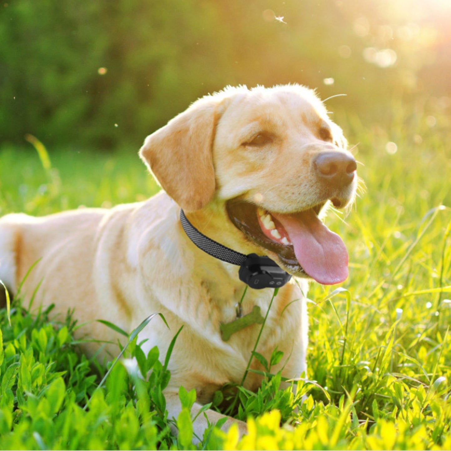 Golden dog lying in grass wearing black anti-bark collar with low-profile module