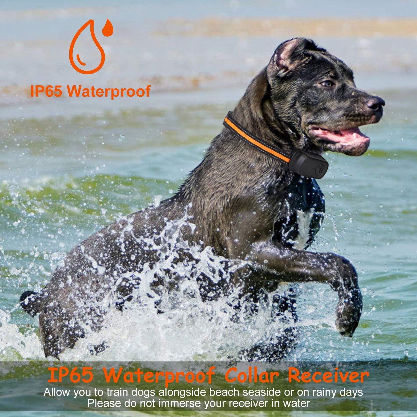 Dog wearing the collar running in water, illustrating the receiver's IP65 waterproof rating for outdoor use.