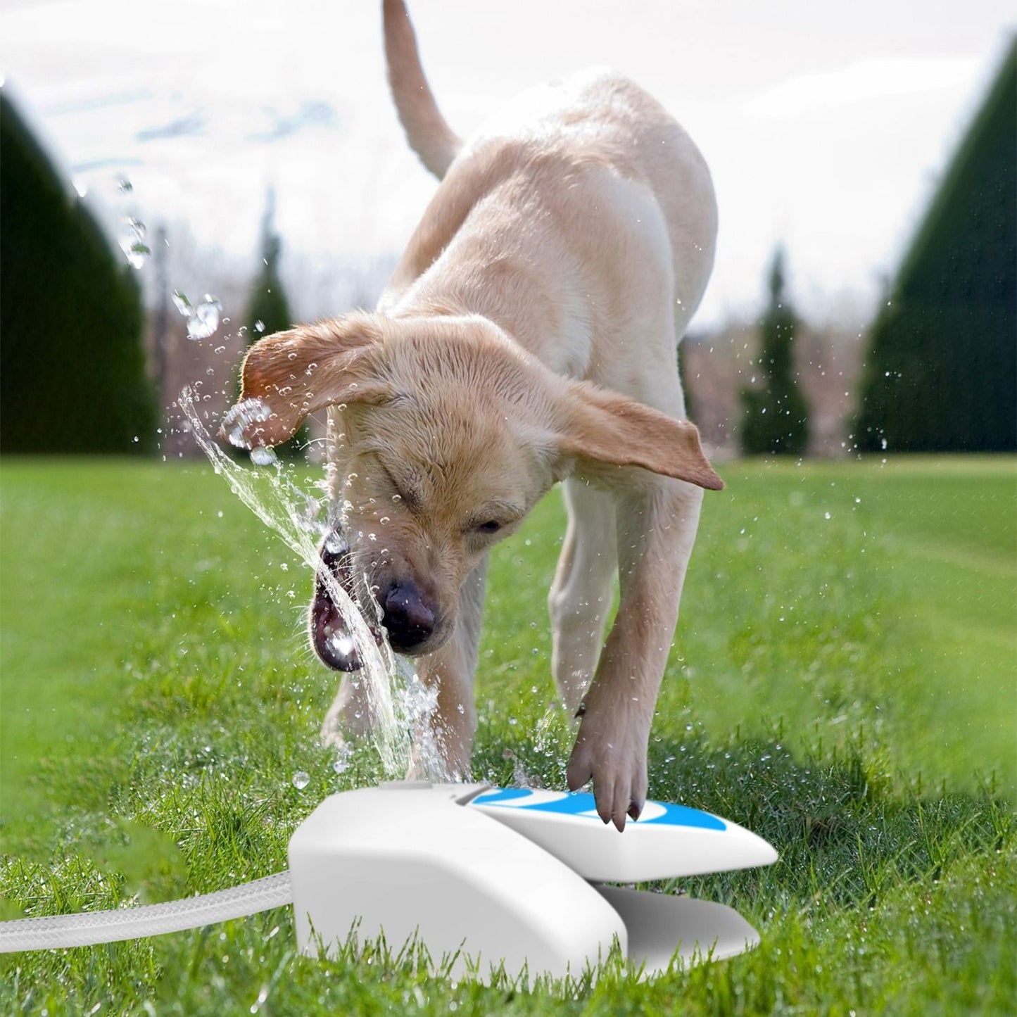 Puppy pawing and biting water jet from the step‑on dog sprinkler on grass
