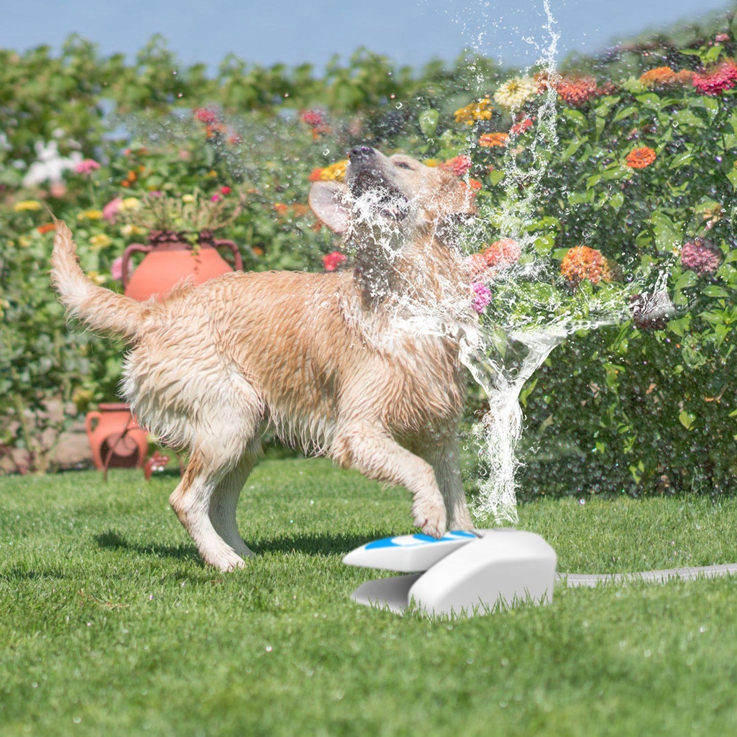 Large dog splashing through high water stream from step‑on sprinkler in a backyard garden
