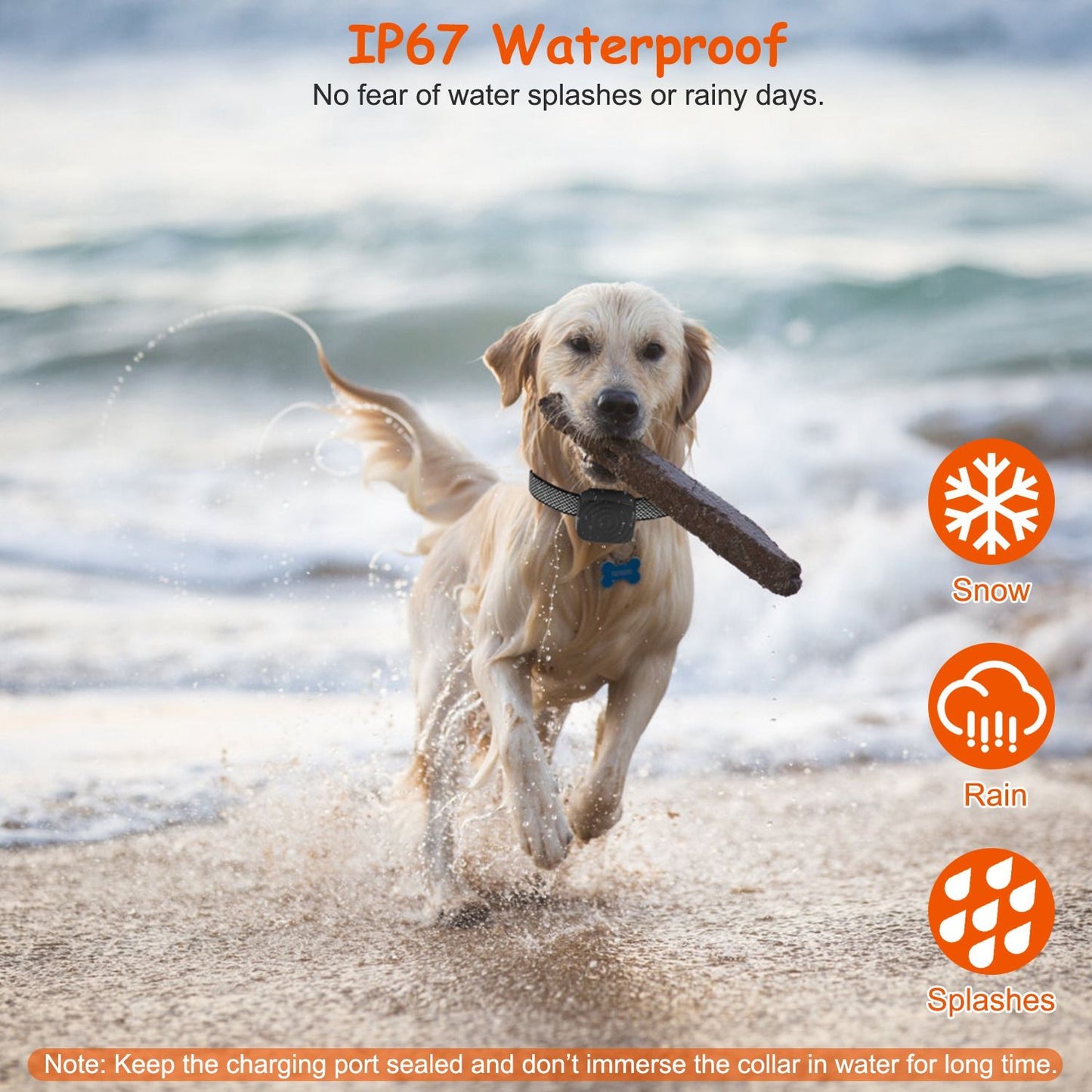 Dog running in water wearing waterproof anti-bark collar