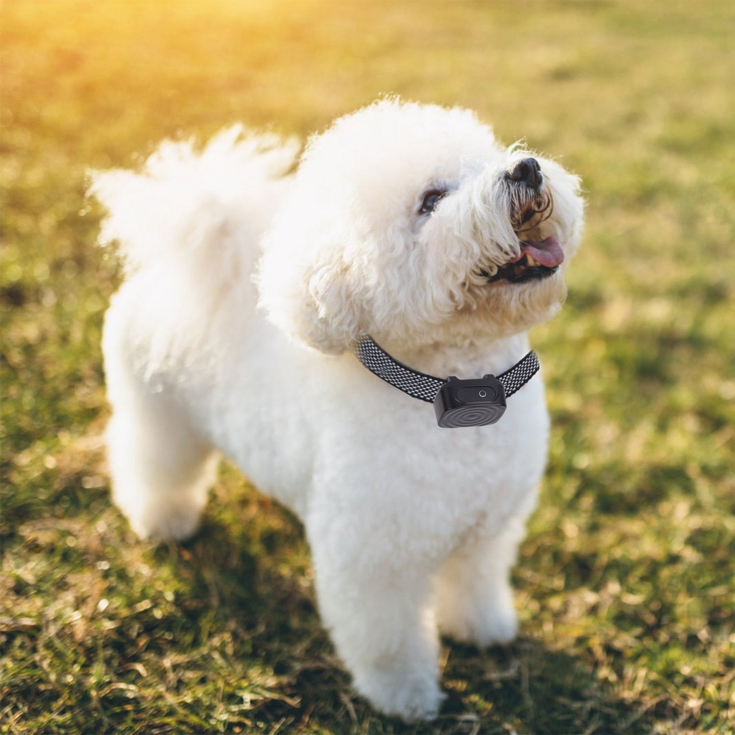 Small white fluffy dog wearing anti-bark collar outdoors