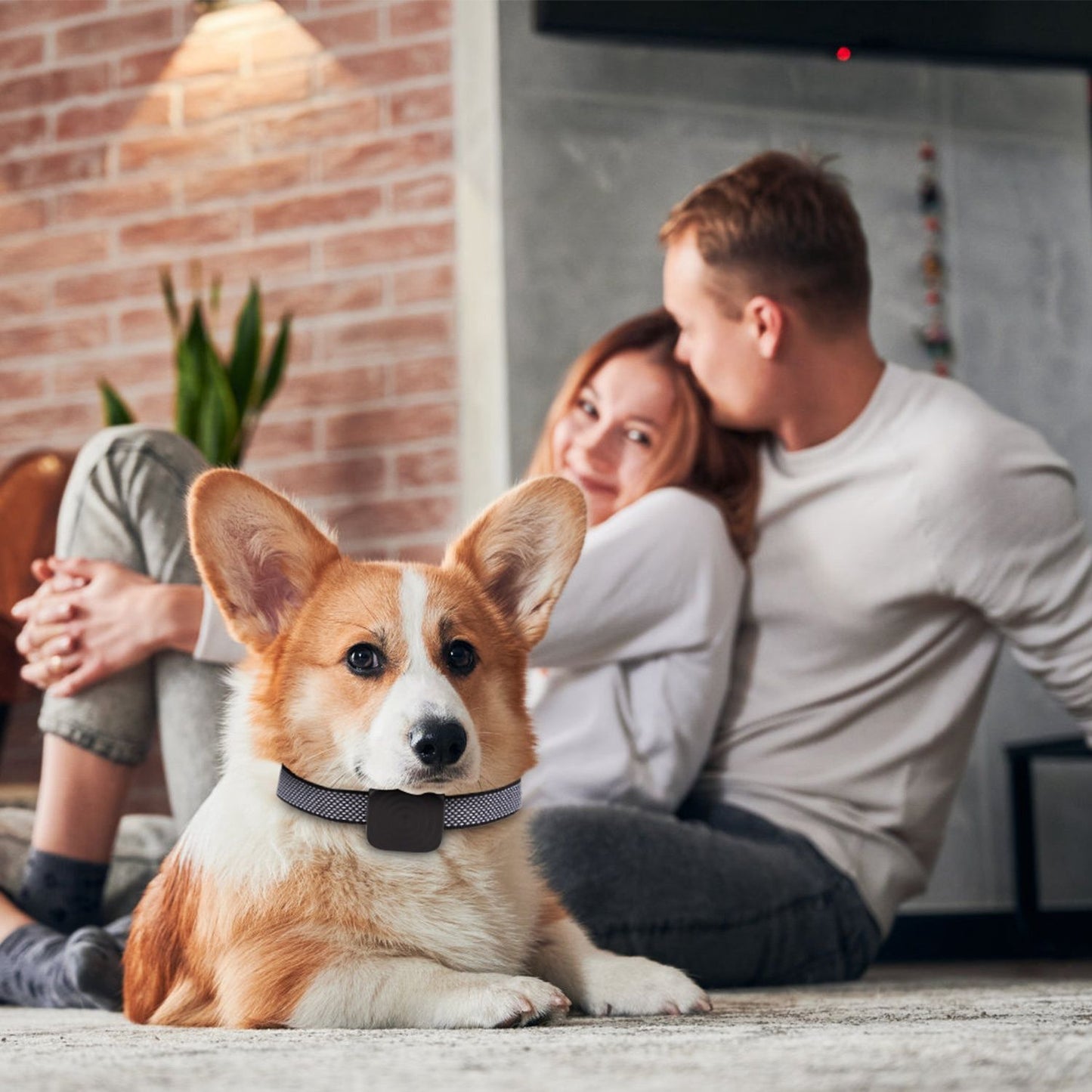 Corgi wearing anti-bark collar indoors on a rug with owners in background