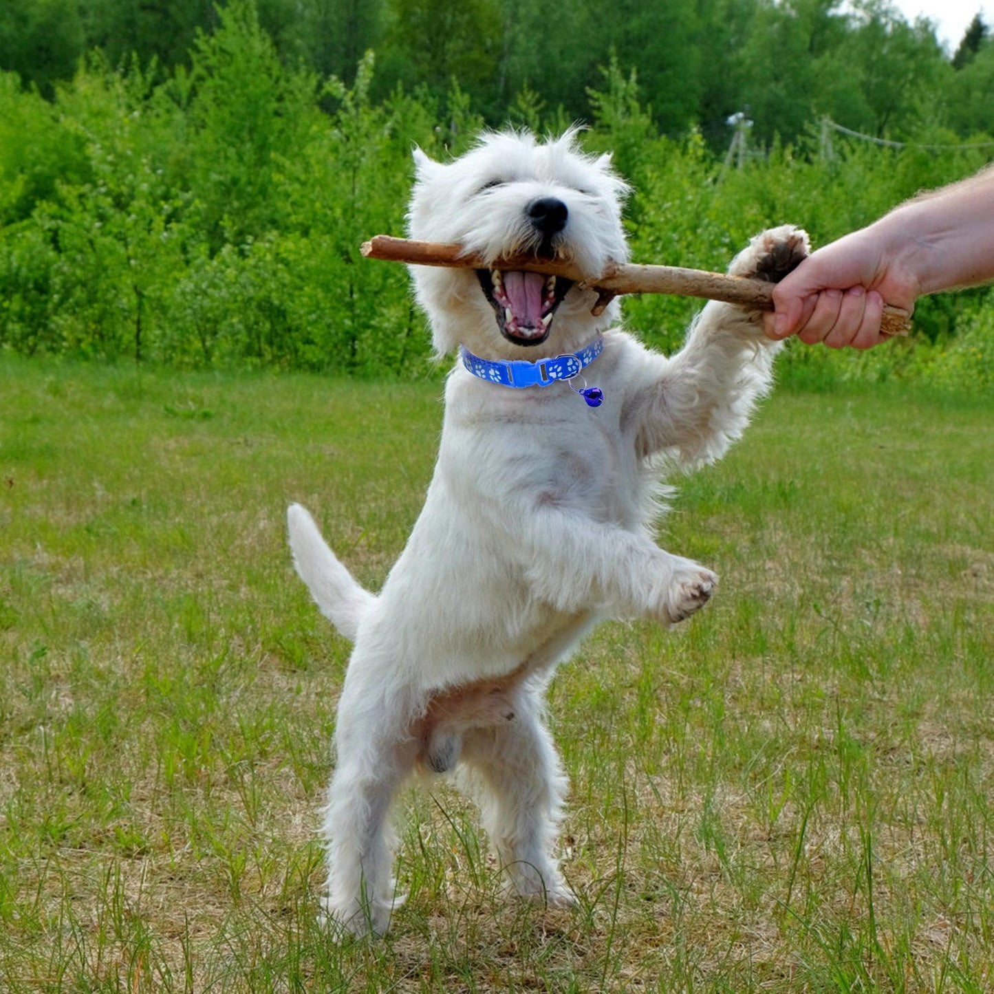Small white dog jumping in grass while wearing a blue paw-print collar with bell