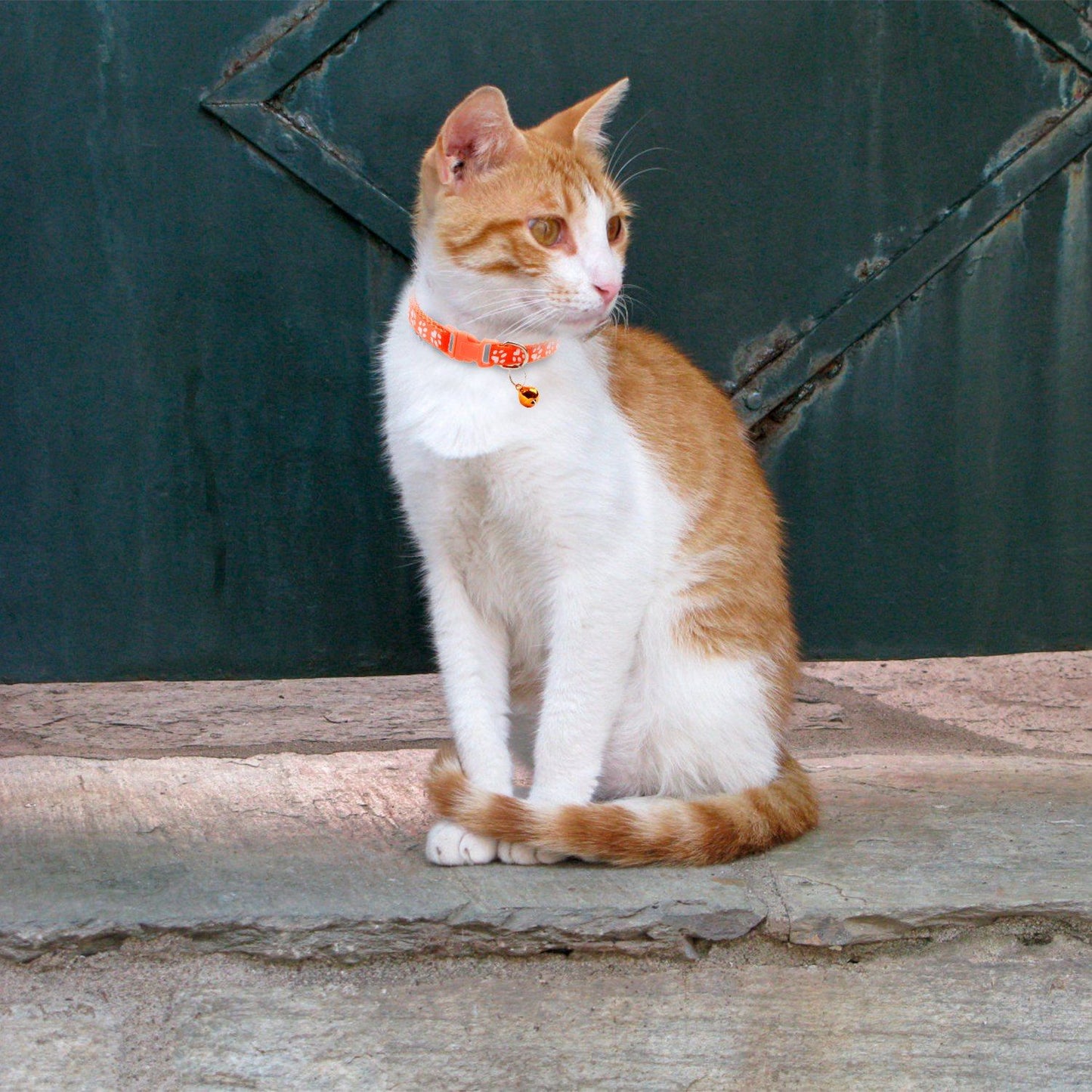 Orange-and-white cat seated on stone wearing an orange paw-print collar with bell