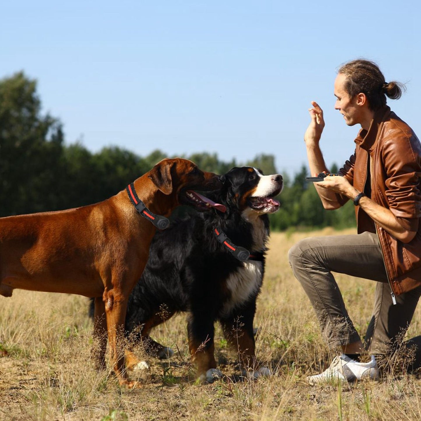 trainer using remote while two dogs wear training collars during outdoor obedience session