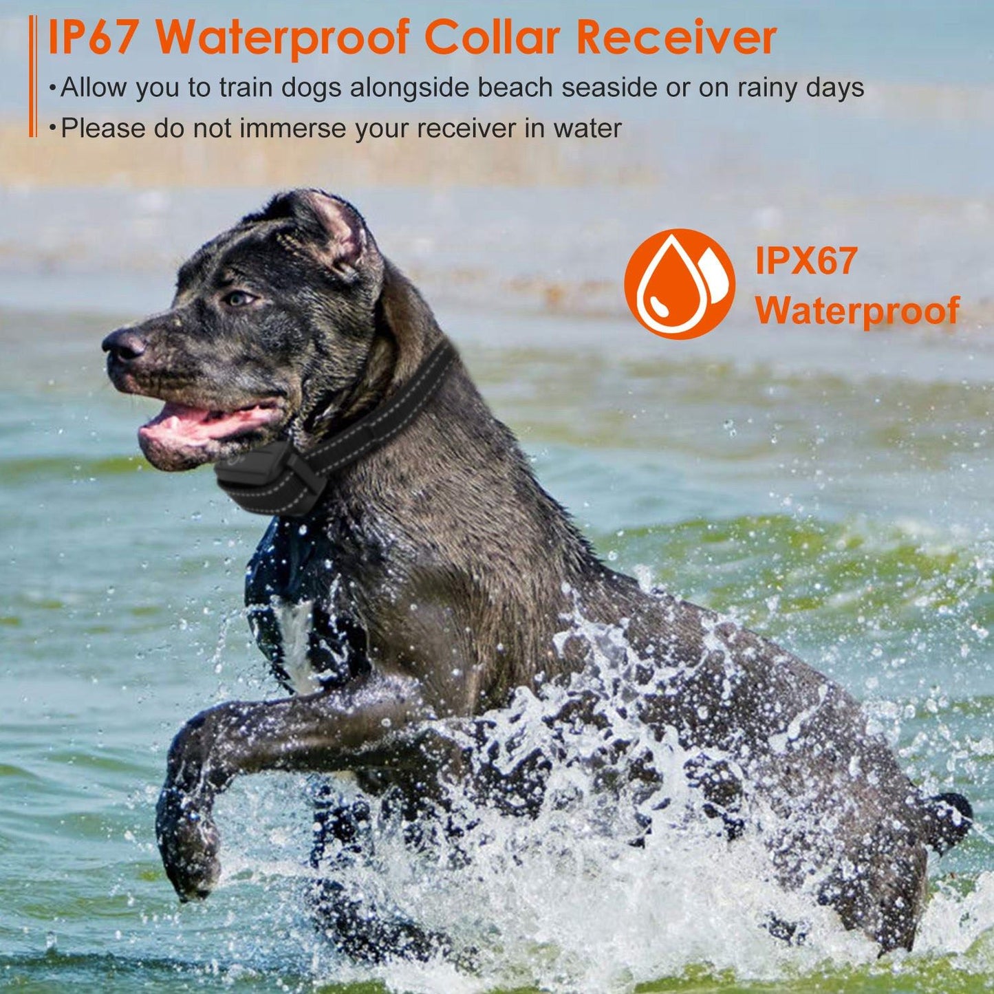 Dog running through water wearing waterproof receiver collar demonstrating IP67 outdoor use