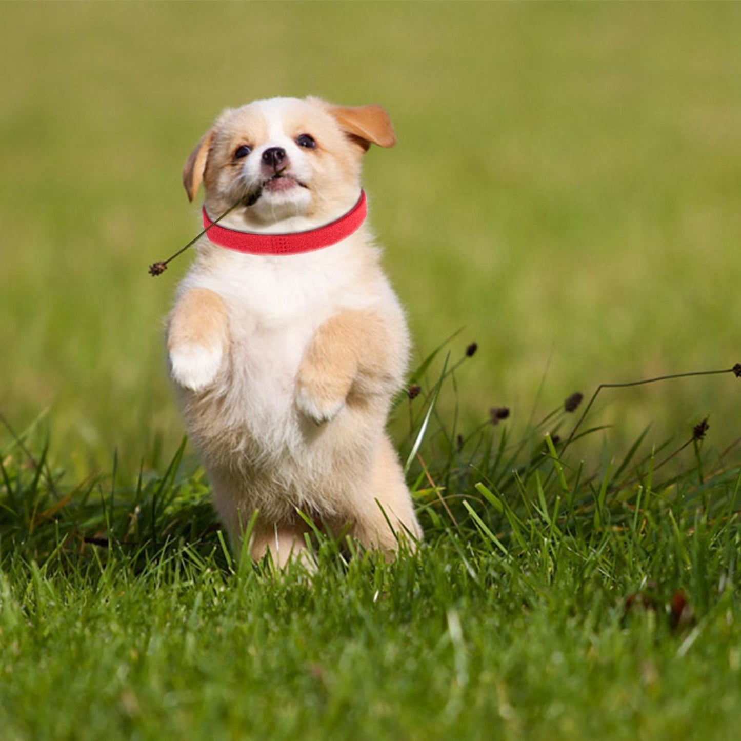 Small puppy jumping in grass wearing a red adjustable ID collar