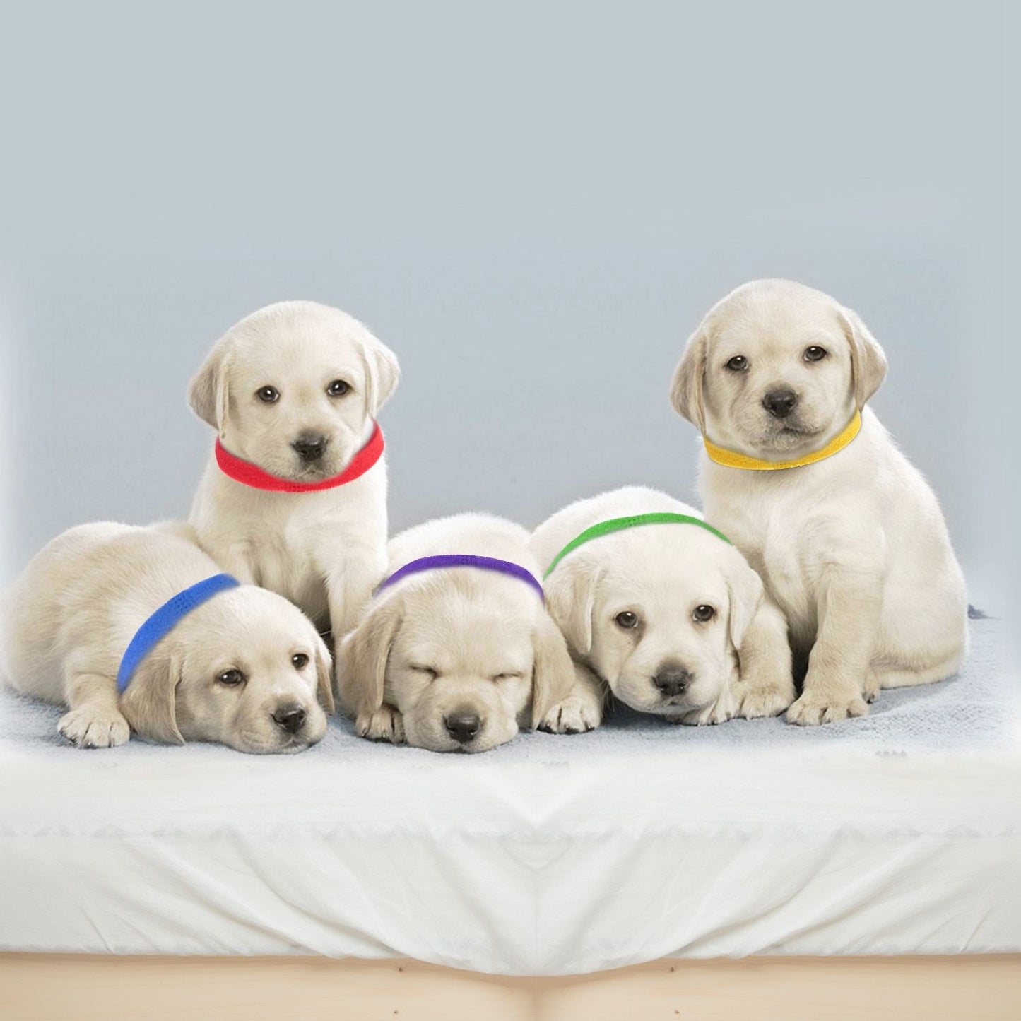 Group of four puppies wearing different colored ID collars lying and sitting together