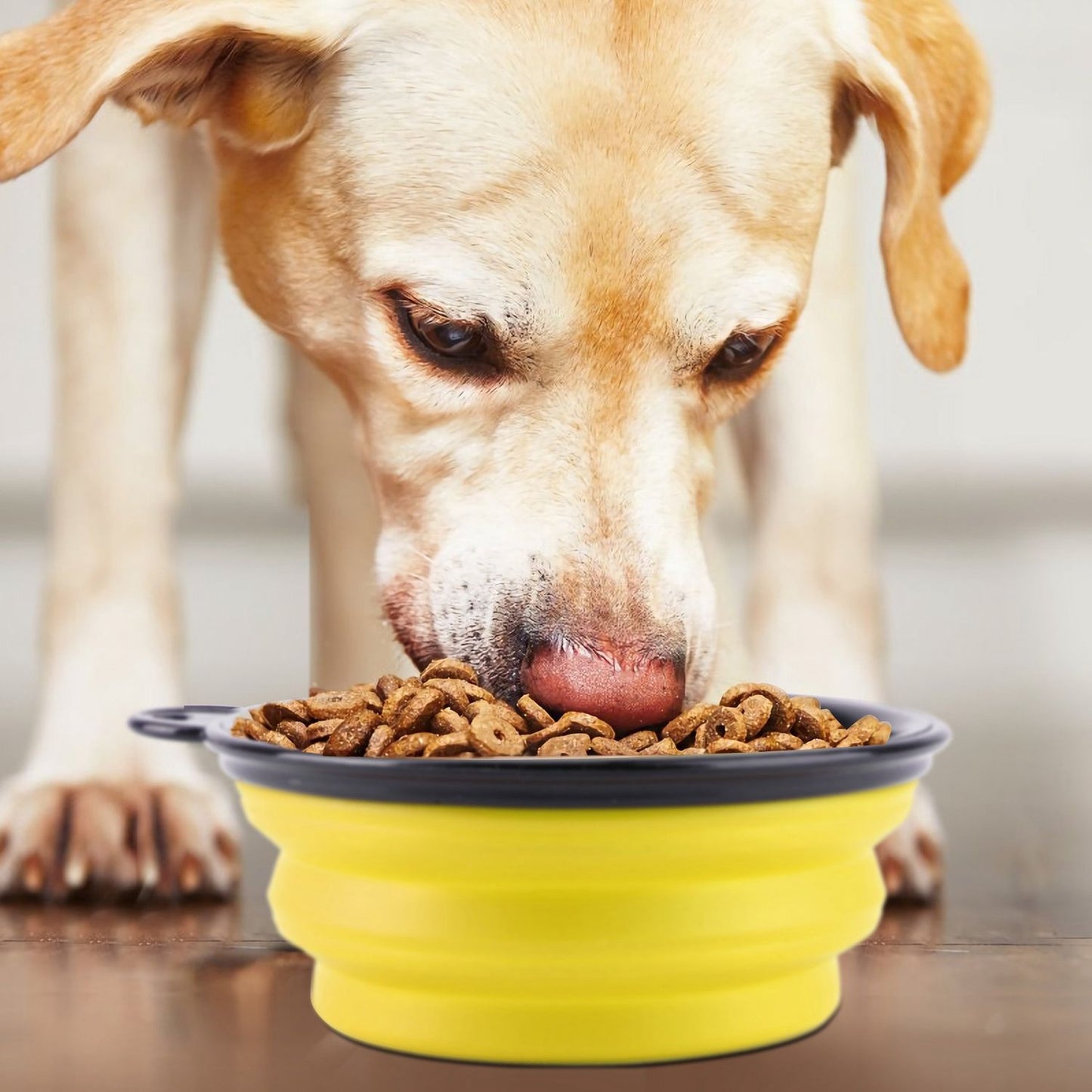 Dog eating kibble from a yellow collapsible silicone bowl on a floor