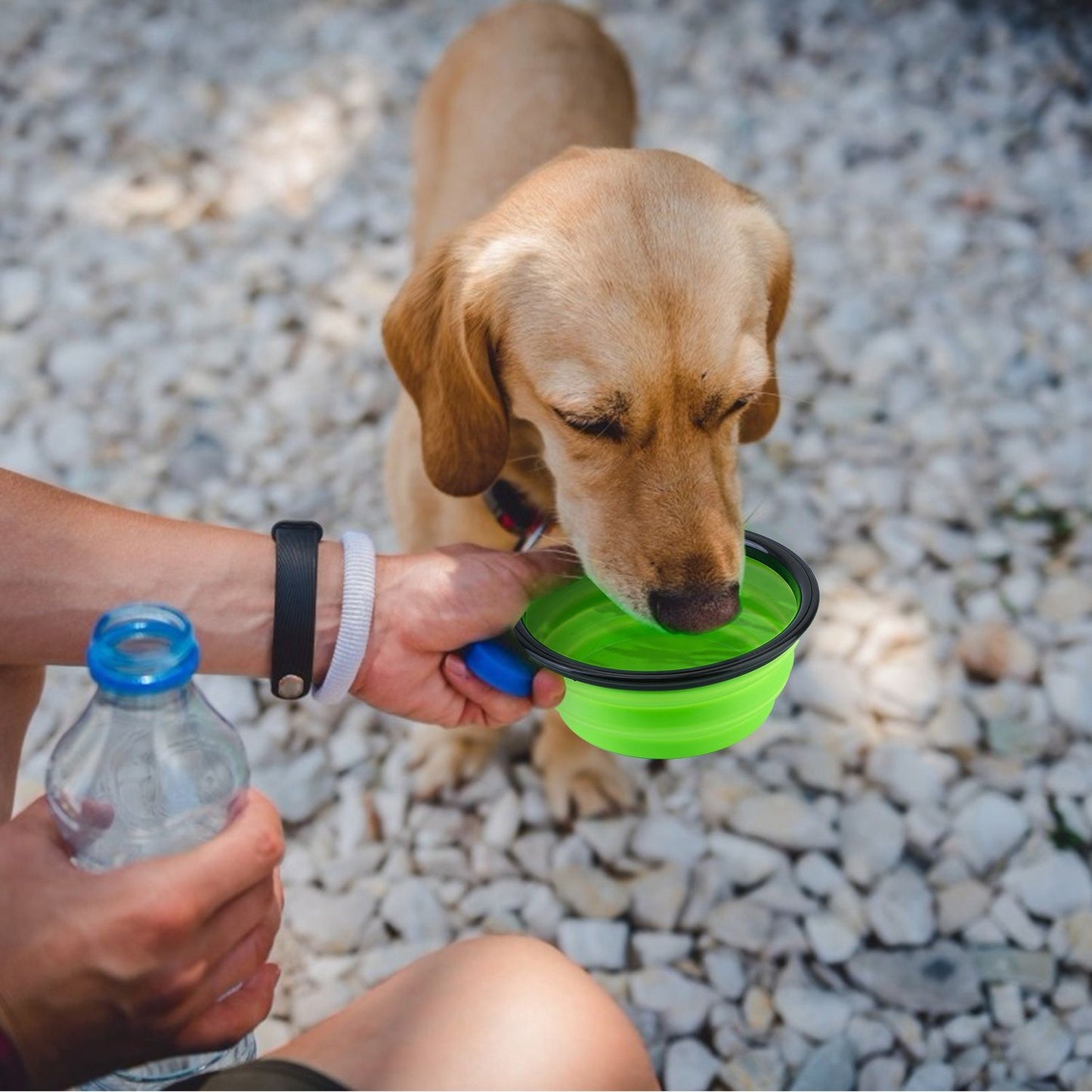 Person holding green collapsible bowl while pouring water for a small dog on gravel