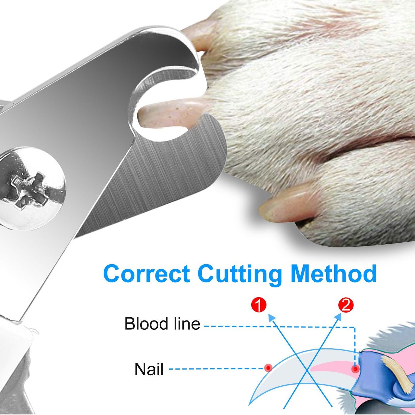 Diagram and close-up showing correct nail cutting method and blood line guidance