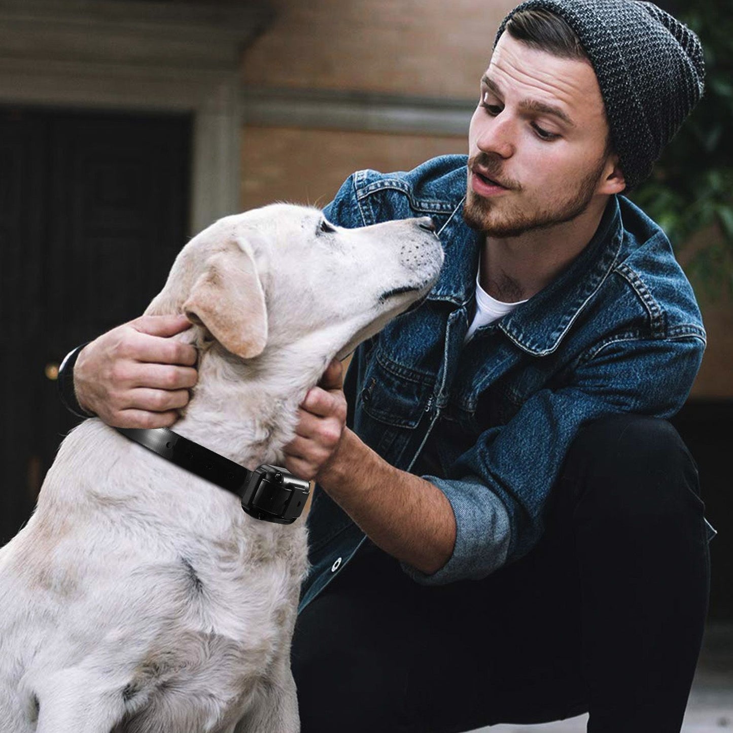 Dog being petted while wearing black training collar, showing receiver fit on neck