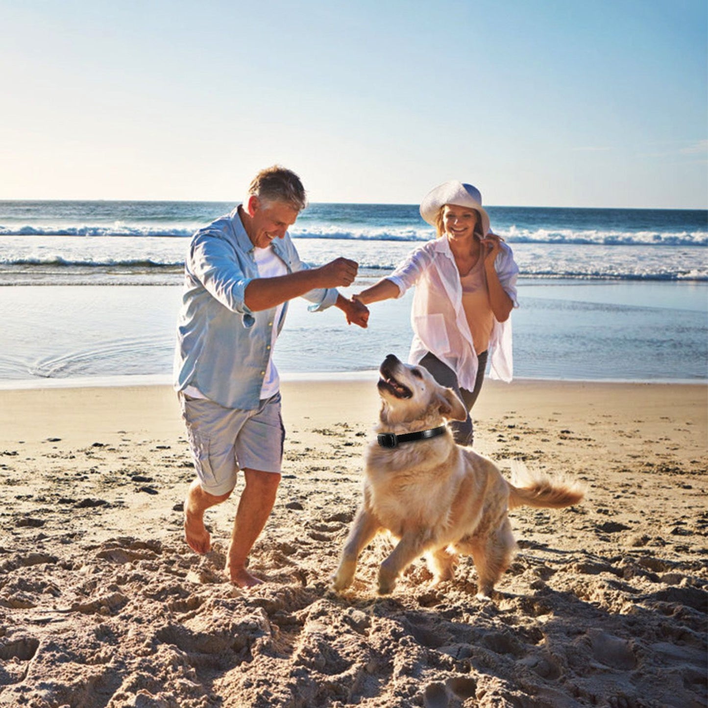 Dog wearing training collar playing on a beach with two people, showing outdoor use