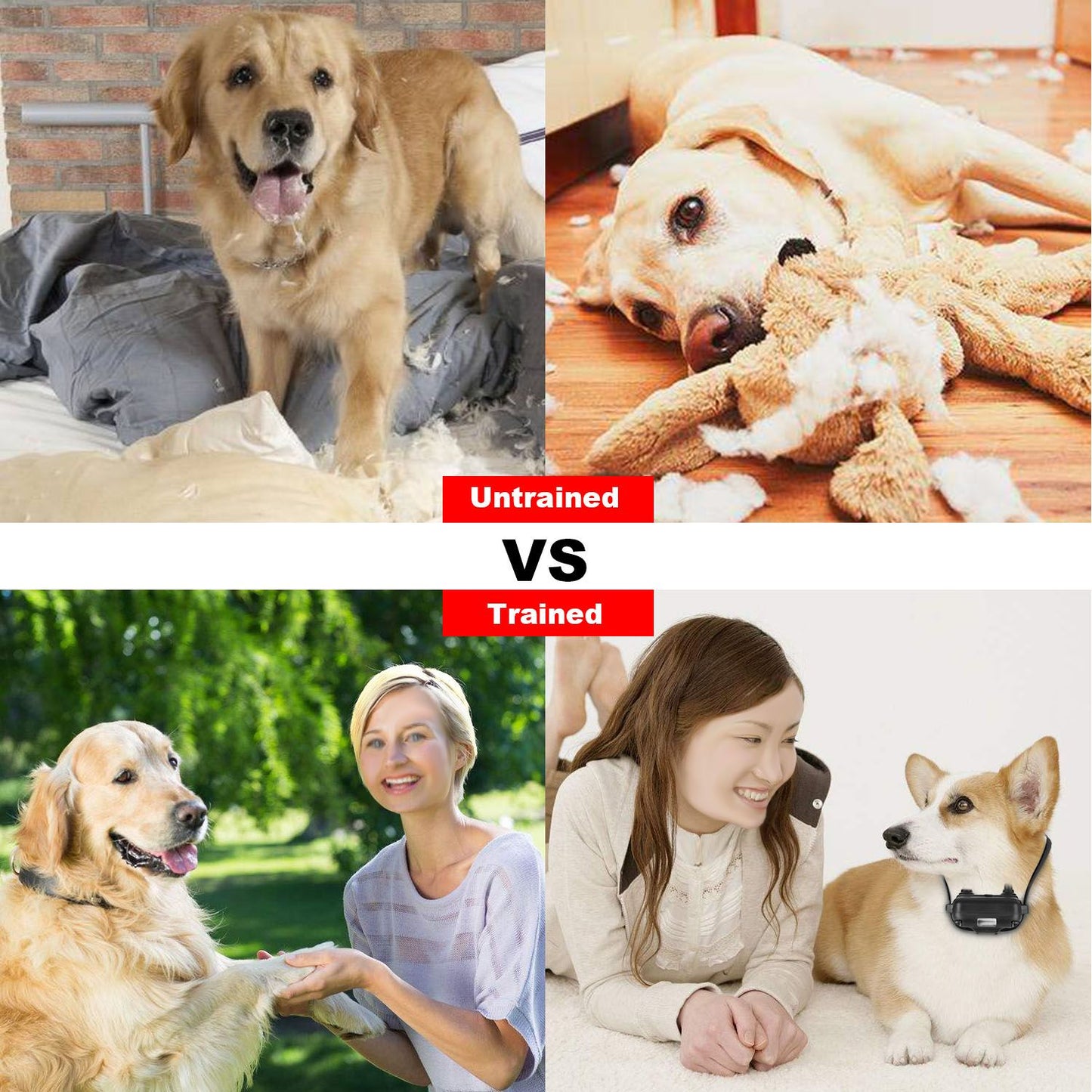 collage comparing untrained dogs and trained dogs wearing the training collar