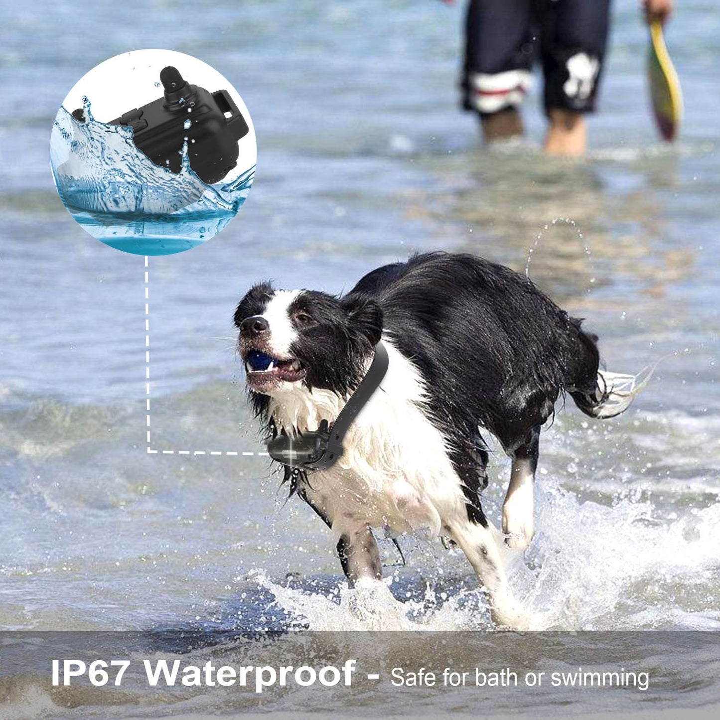 dog wearing waterproof collar receiver running in water with IP67 inset