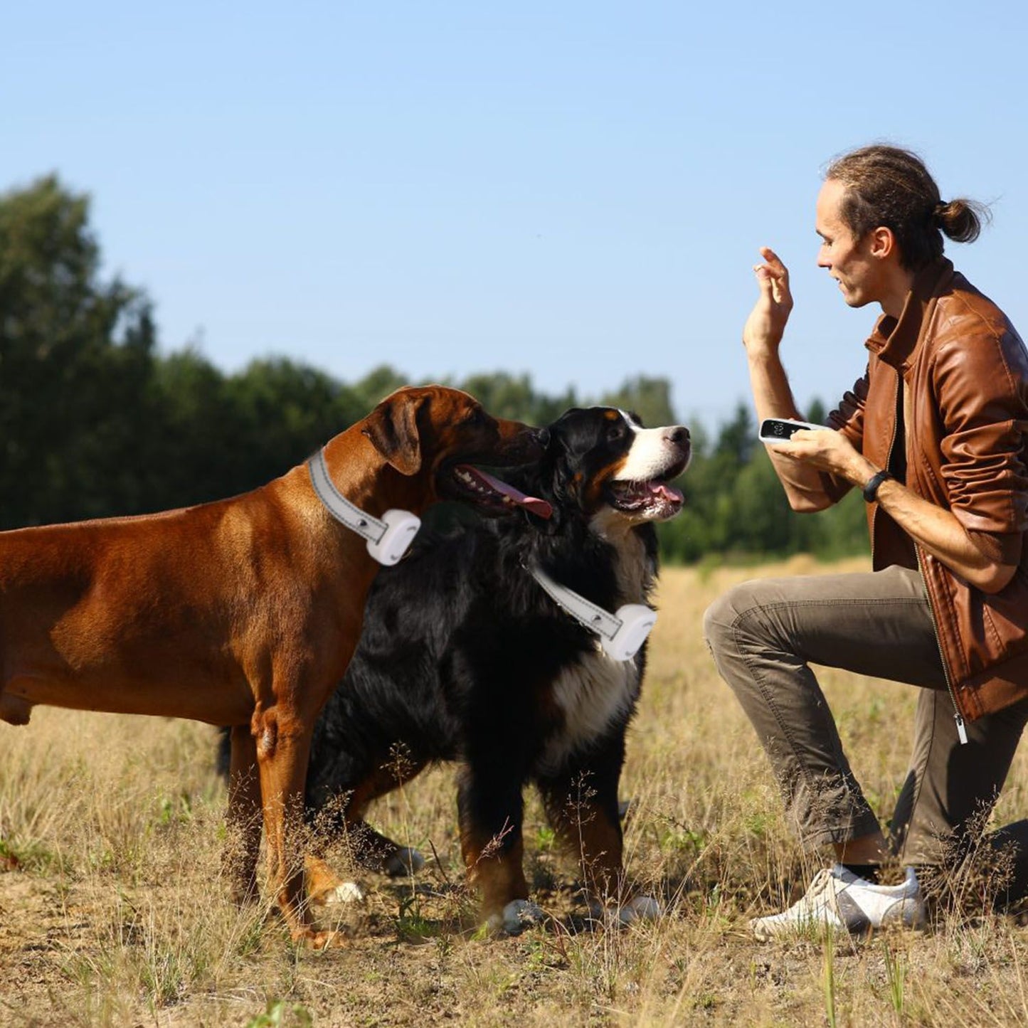 Two dogs wearing receivers while a trainer kneels and uses the remote during outdoor training