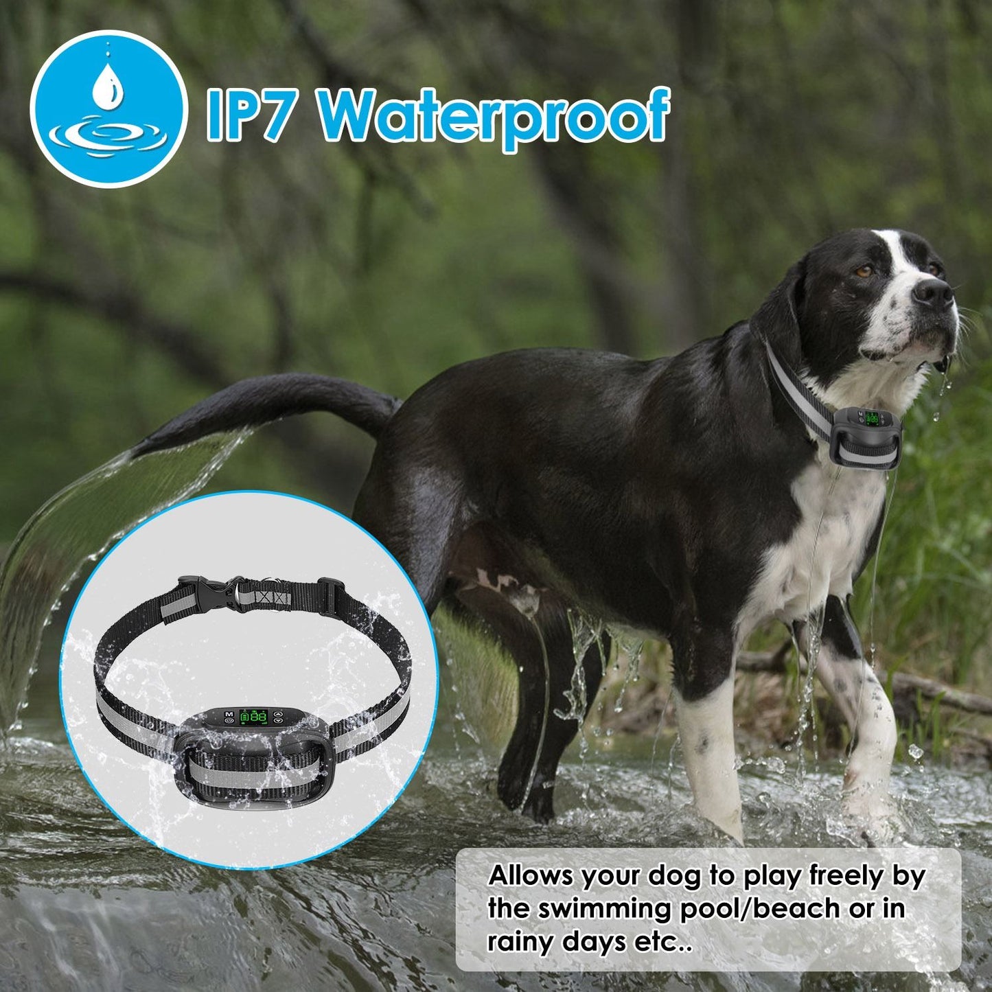 Dog wearing waterproof GPS collar splashing through shallow water, IPX7 rated for wet conditions