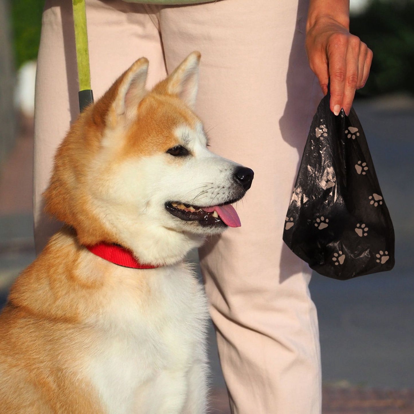 Person holding tied paw-print waste bag beside a sitting dog