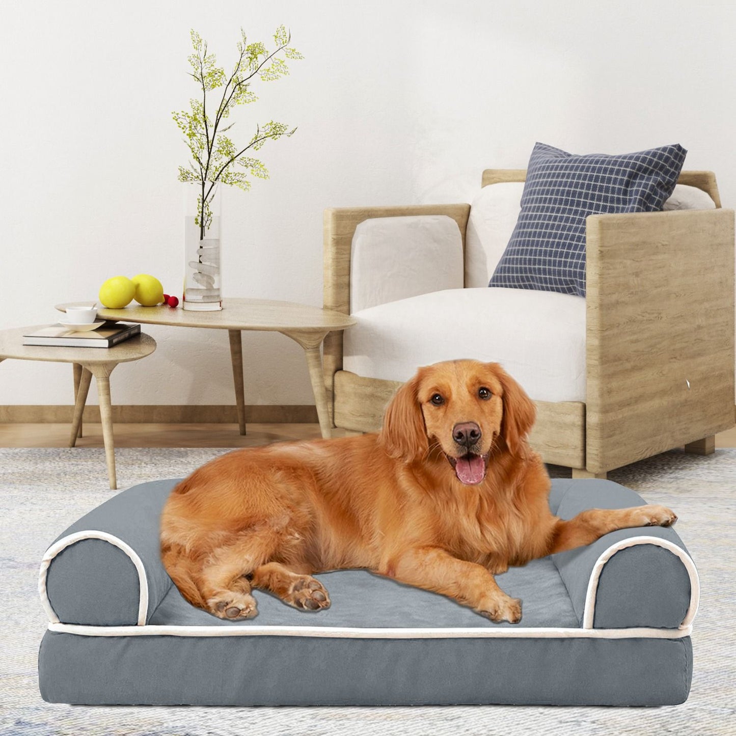 orange-gold dog resting on grey bolstered bed in living room with armchair