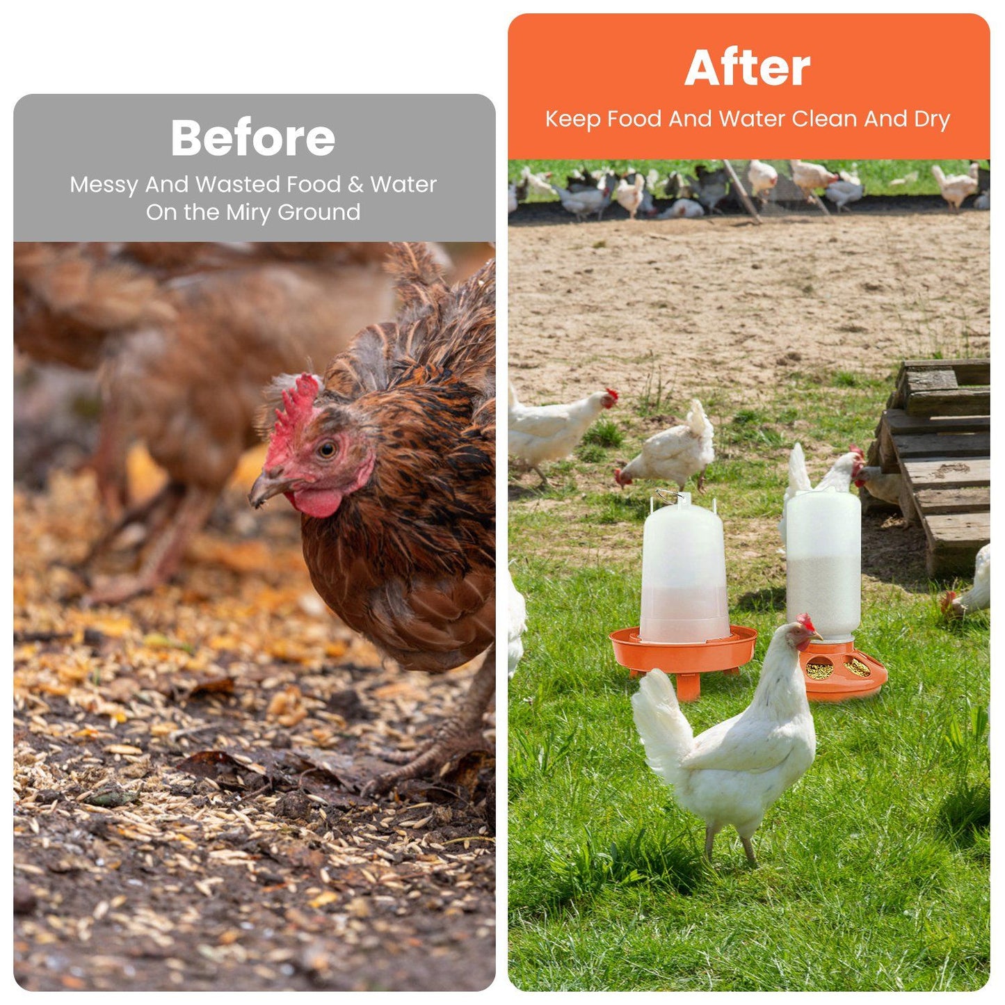 Before and after comparison showing messy feed vs feeder and waterer keeping feed clean