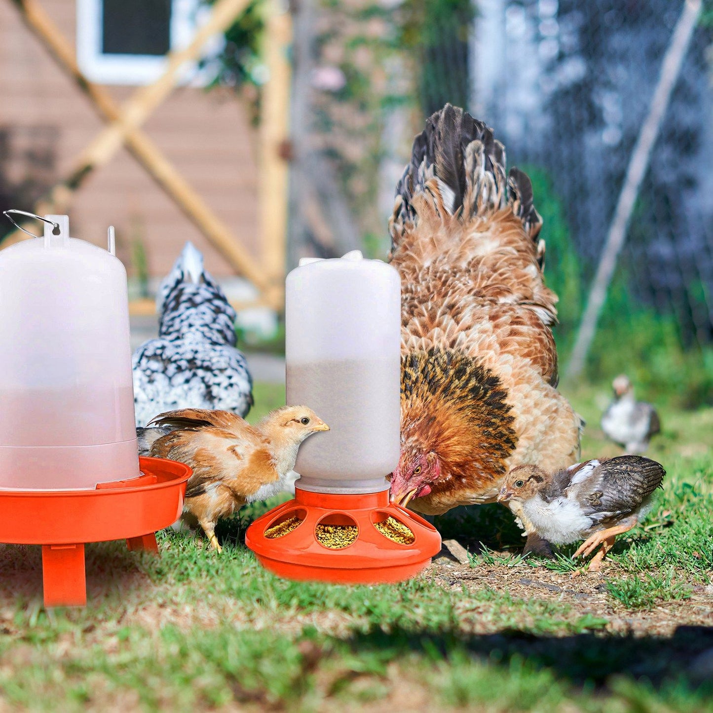 Chickens and chicks feeding from the orange feeder and tall waterer on grass