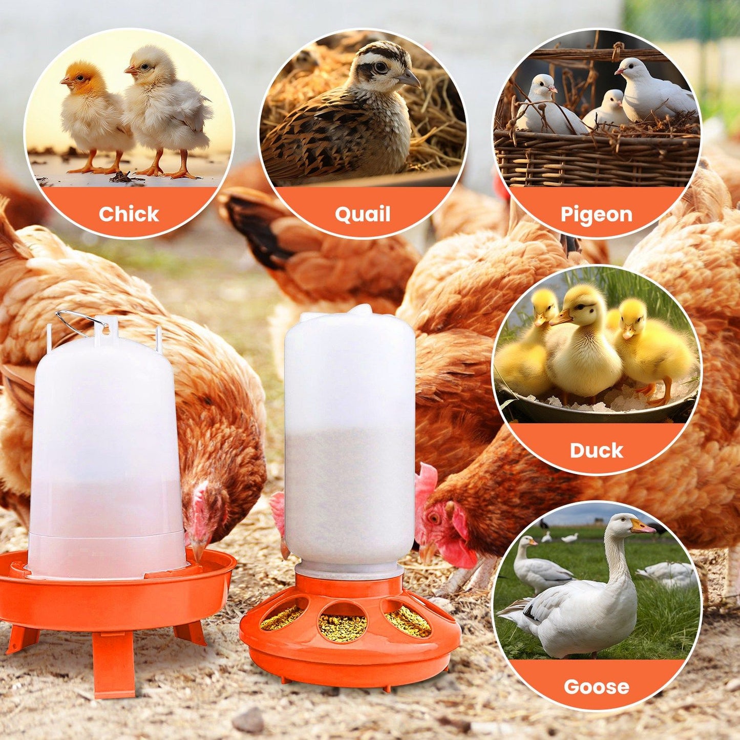 Feeder and waterer shown with compatible bird types: chick, quail, pigeon, duck and goose