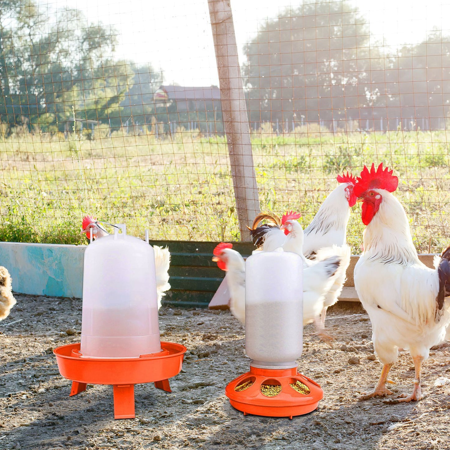 Chicken run with feeders and waterers placed on ground as chickens roam nearby