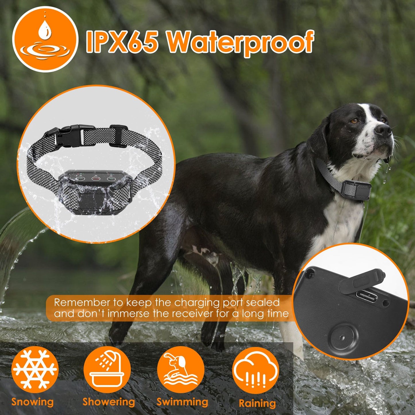 Dog wearing citronella bark collar standing in water with inset showing splashed collar and sealed charging port