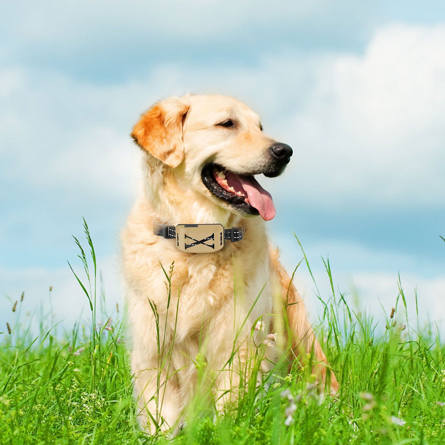 Medium dog wearing gold receiver collar in grass, showing fit and reflective strap
