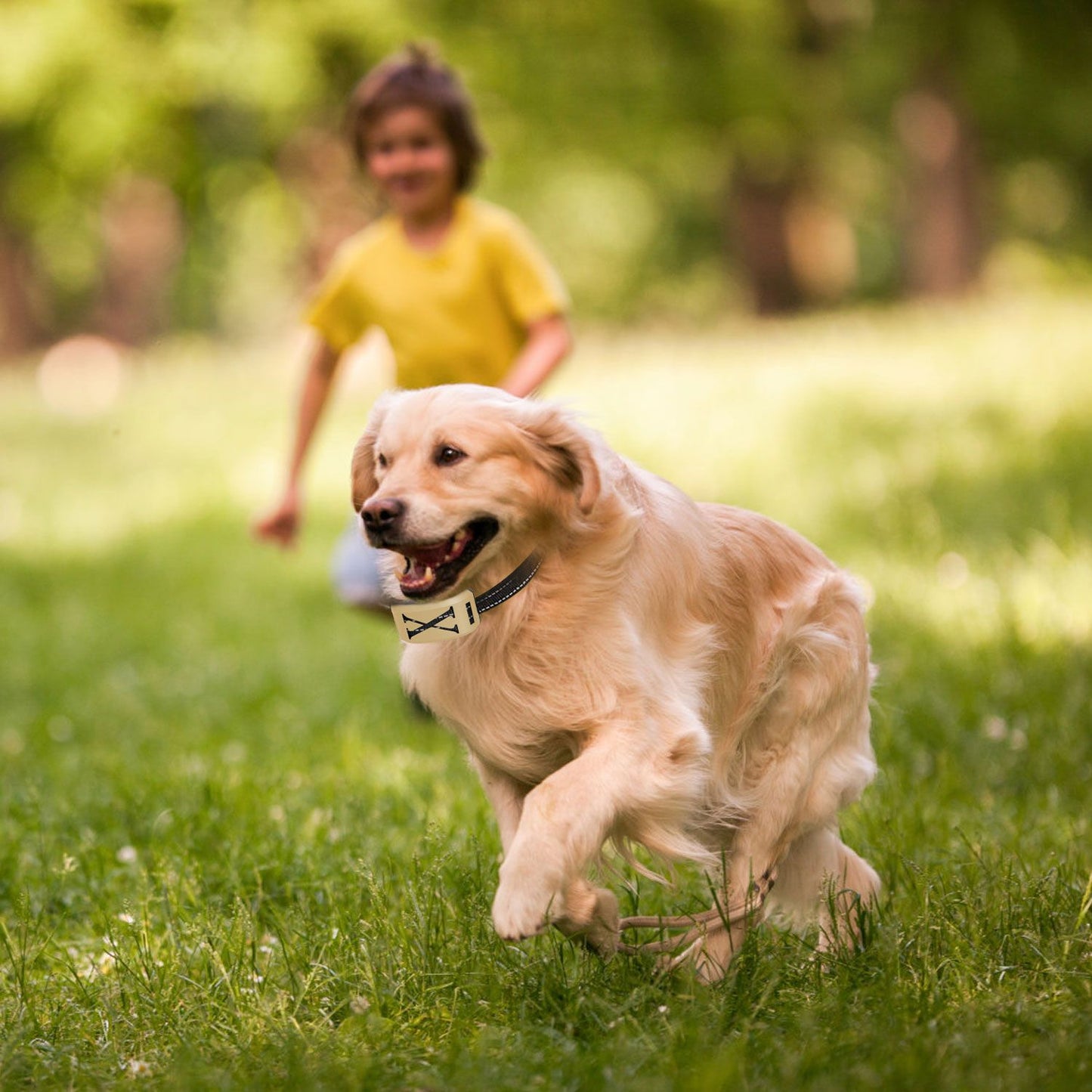 Running dog wearing gold receiver collar to show secure fit during activity