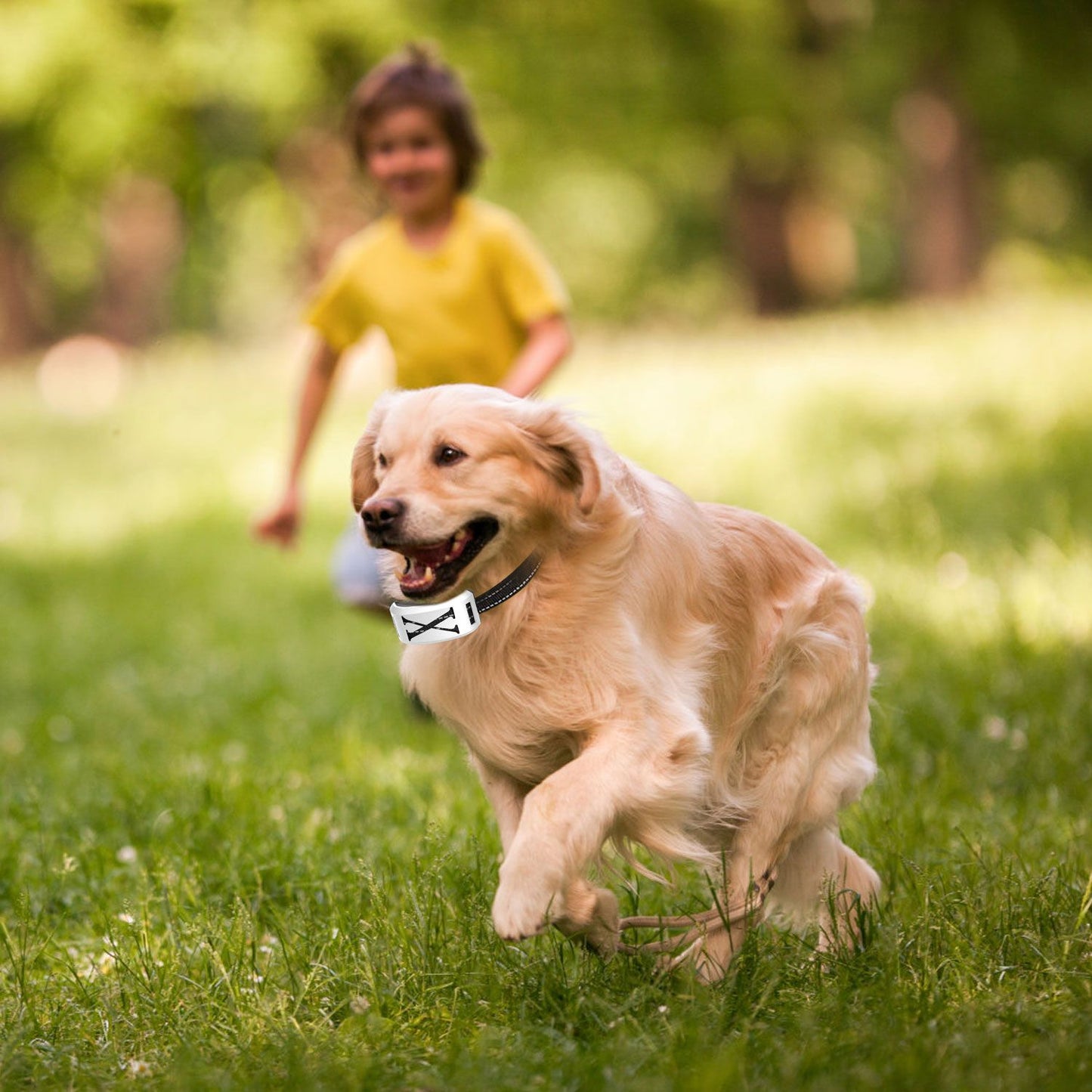 Dog running with silver receiver collar to illustrate secure fit and movement