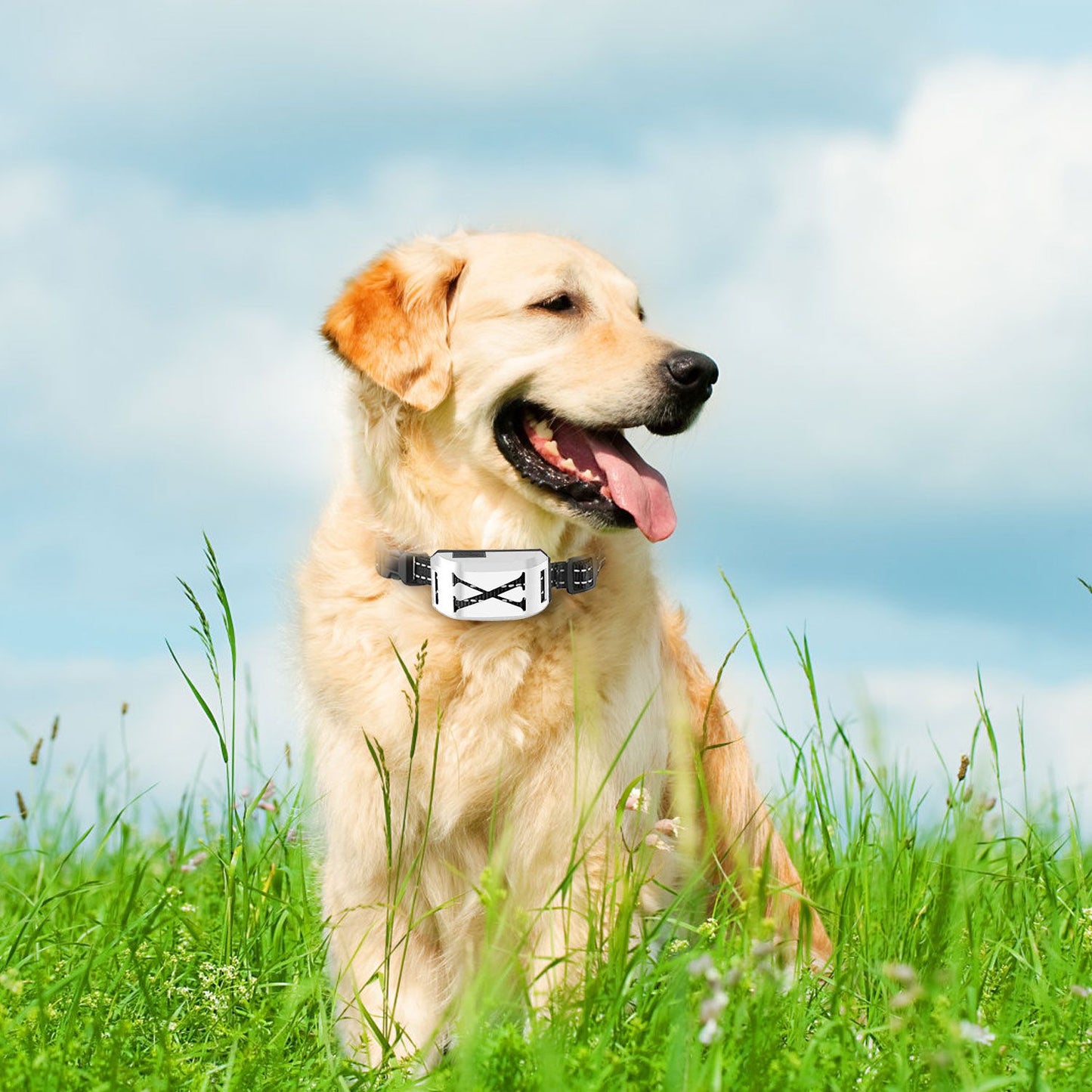 Golden retriever seated wearing silver receiver collar showing fit and reflective strap
