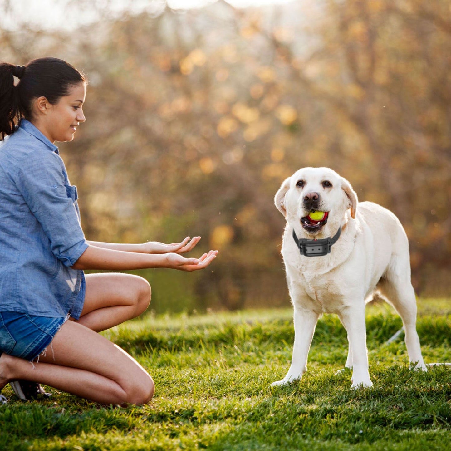 Person kneeling while dog stands wearing receiver collar in a grassy outdoor setting