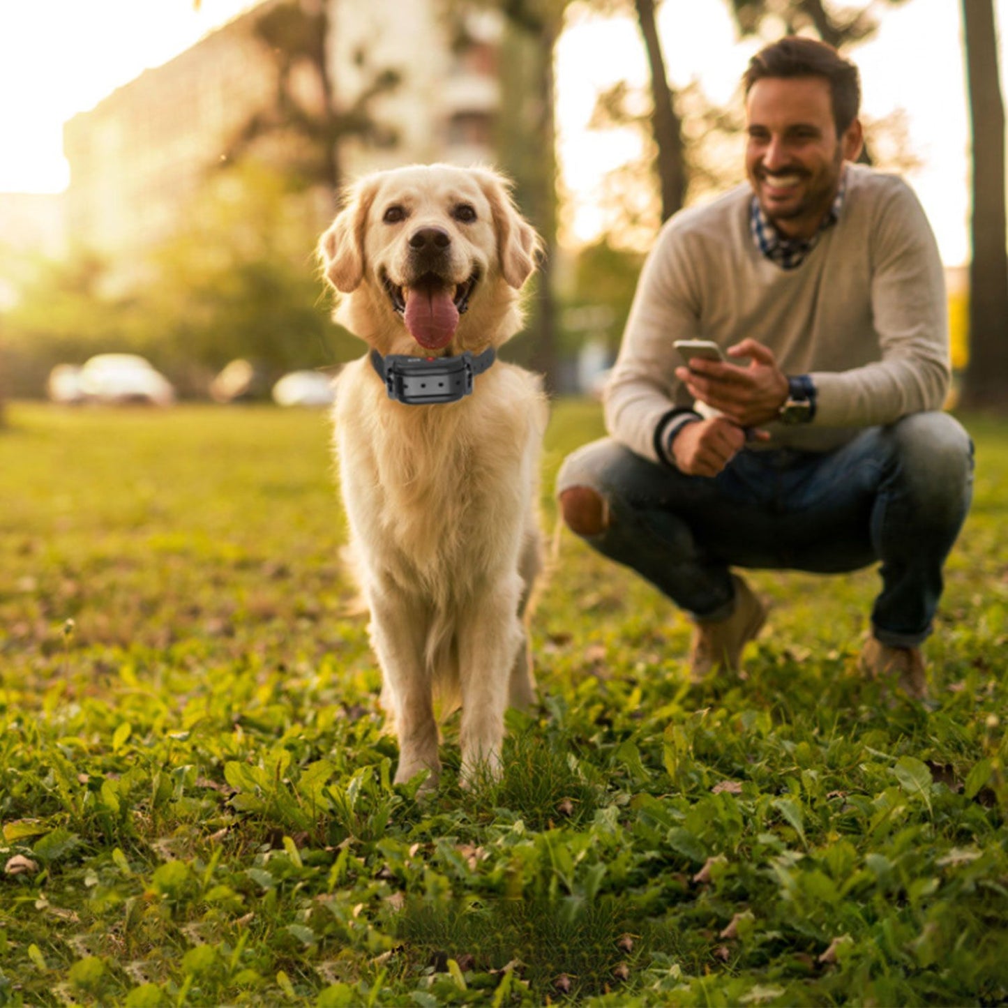 Golden retriever wearing receiver collar standing on grass with owner crouched behind