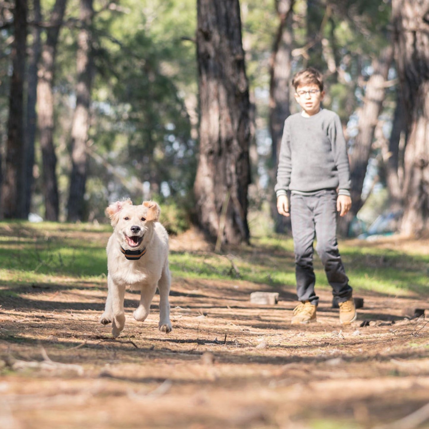 Happy dog running on a forest trail wearing the GPS collar while a person walks behind