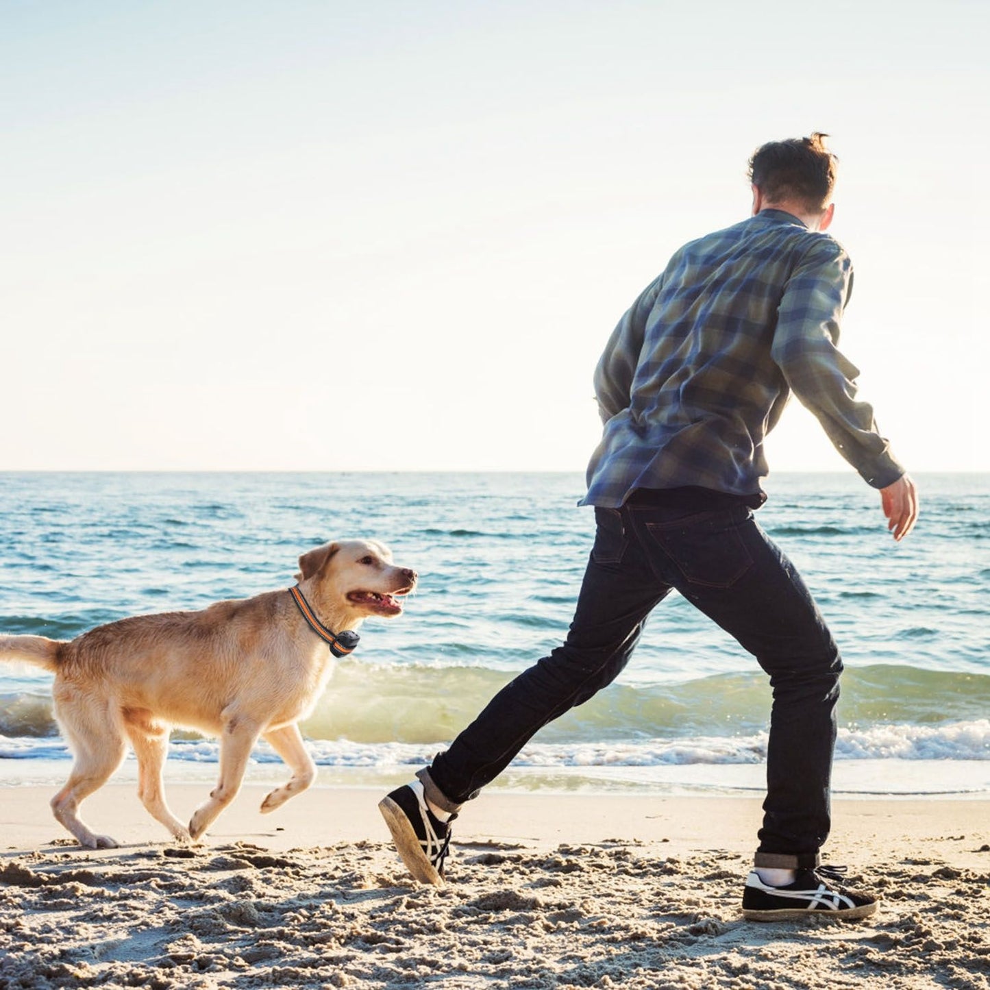 Dog walking along a beach with owner, dog wearing the GPS fence collar