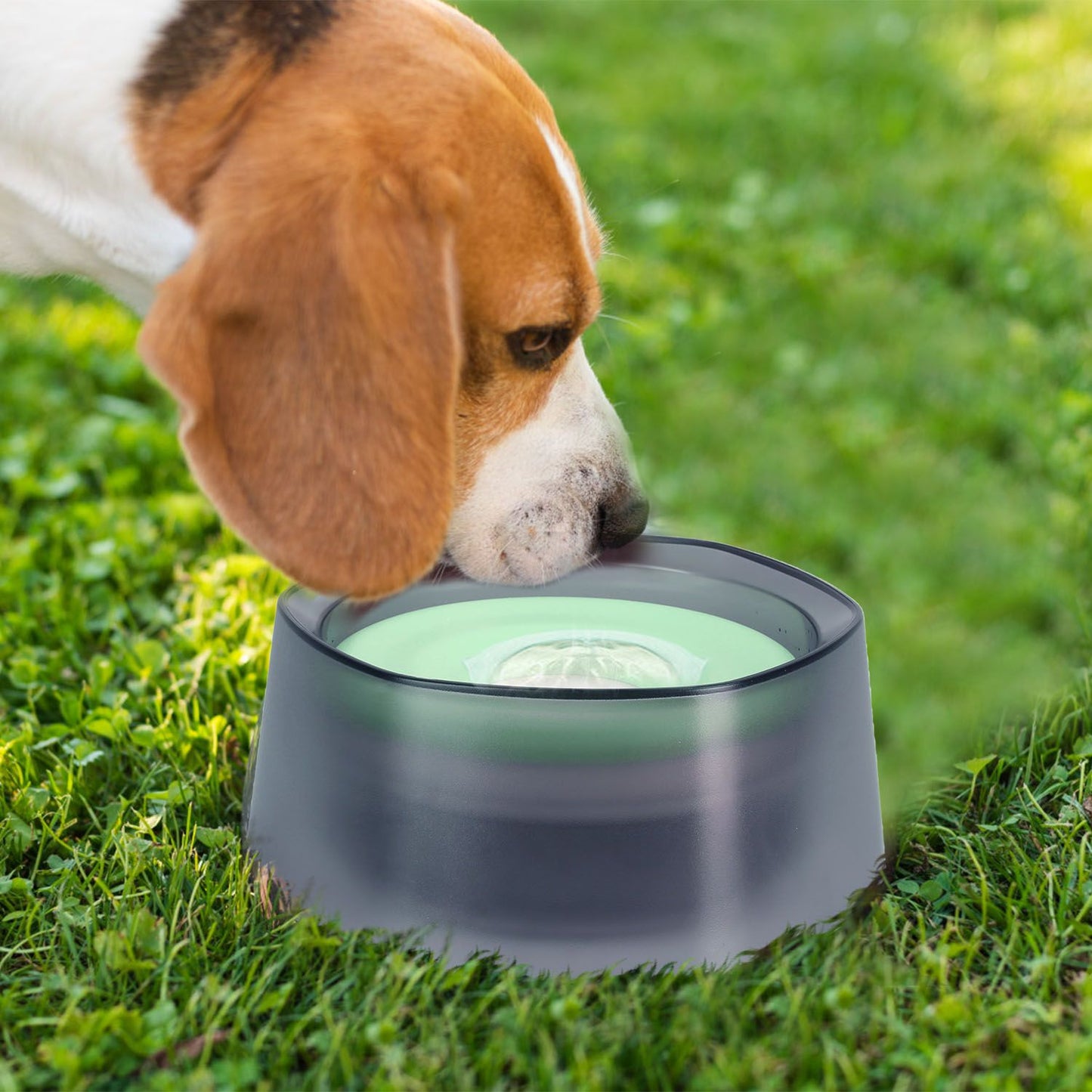 Dog sniffing green-disk water bowl on grass with low rim visible